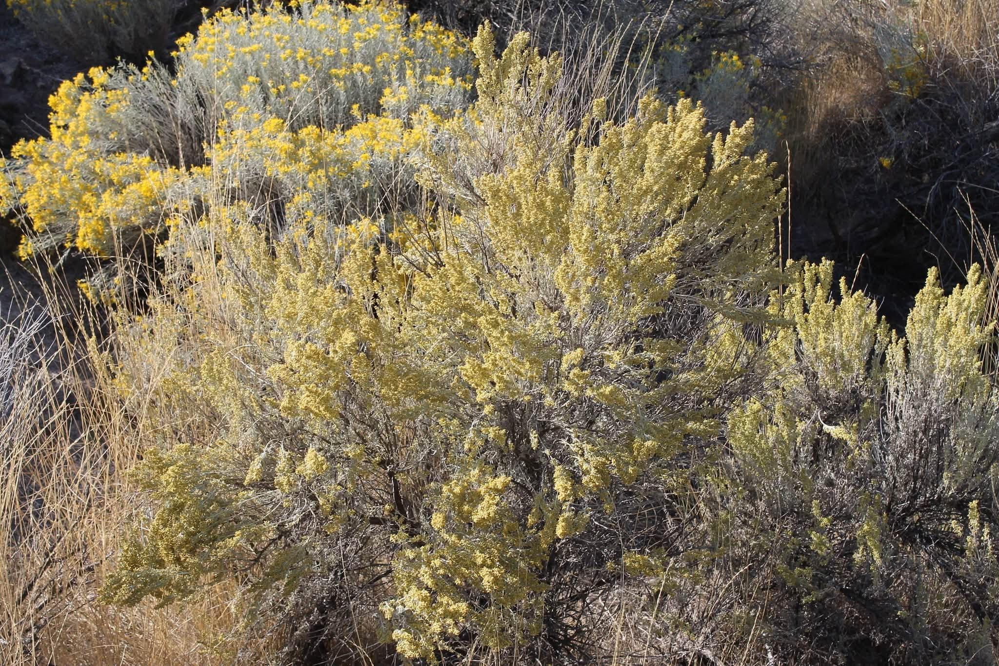 view of the full plant
