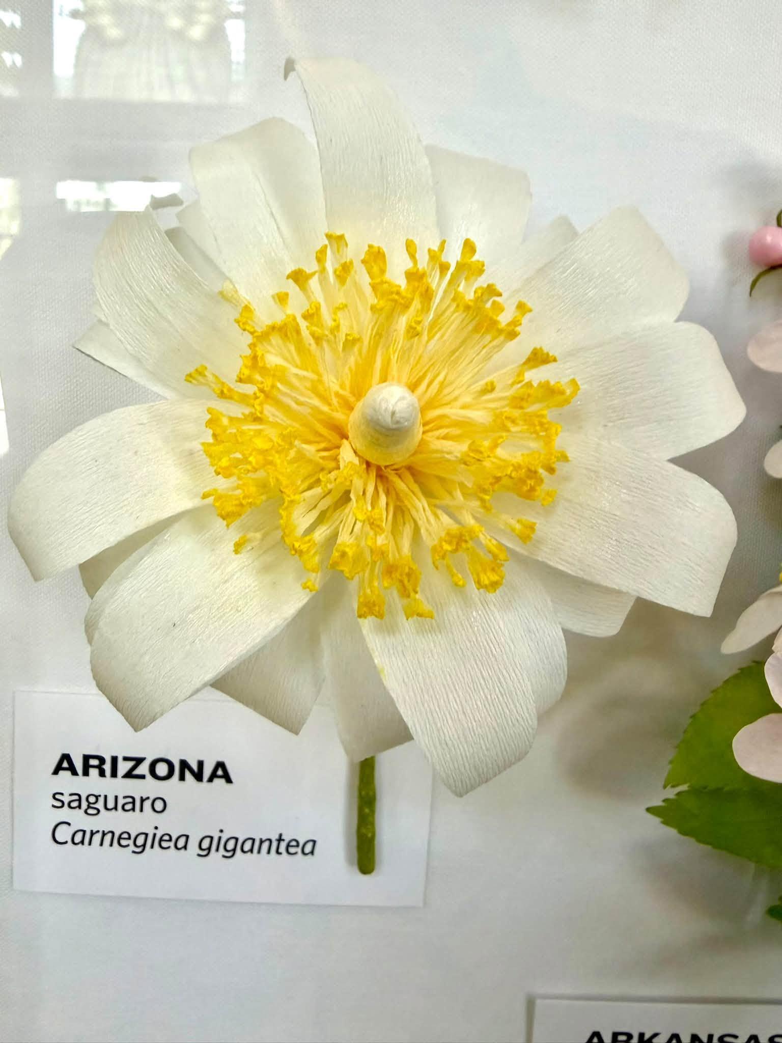 white paper flower in the exhibit with an Arizona label