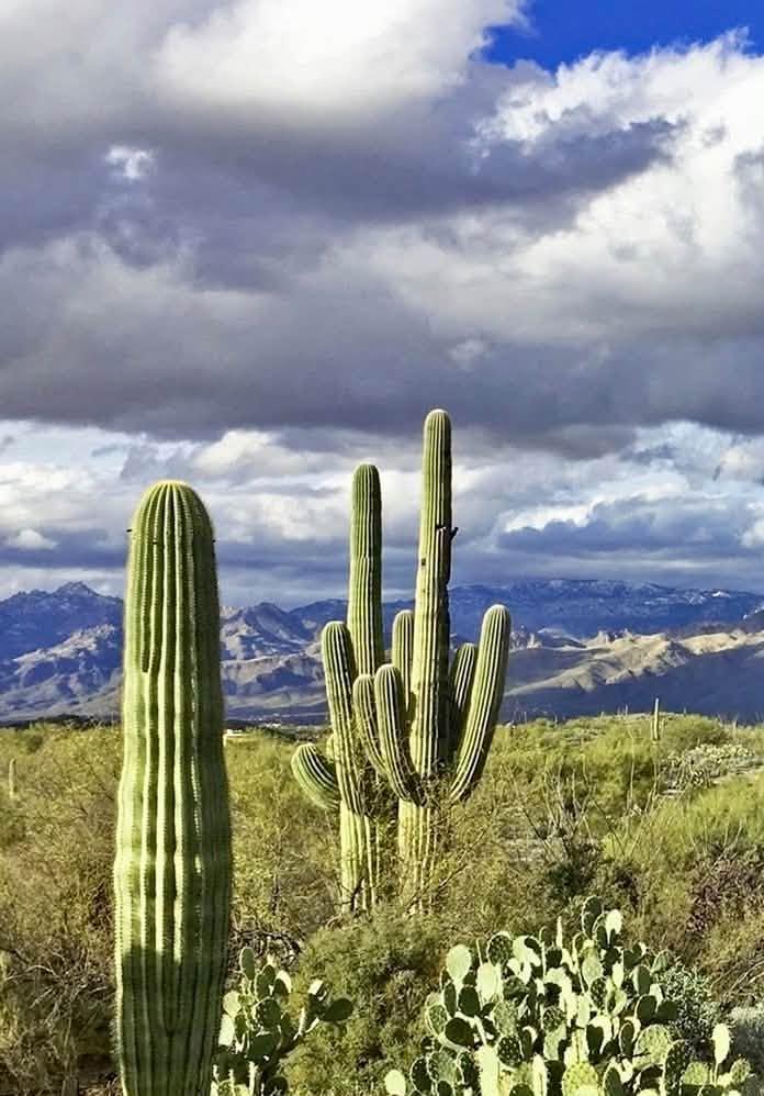 cacti and cloudy skies