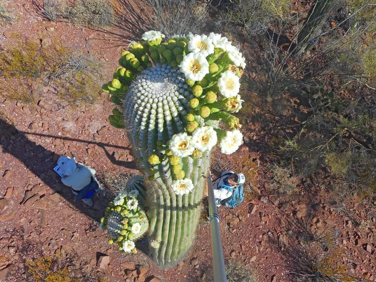 aerial view looking down at cacti and blossoms