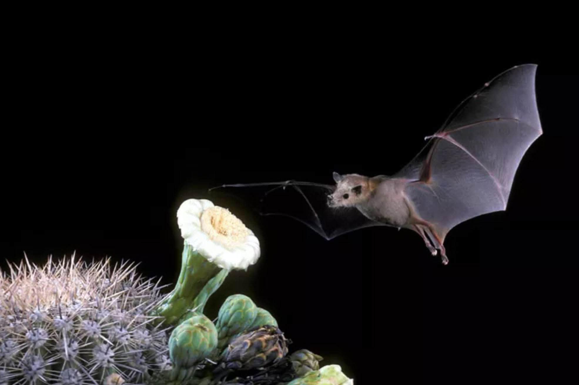 bat near a blossom