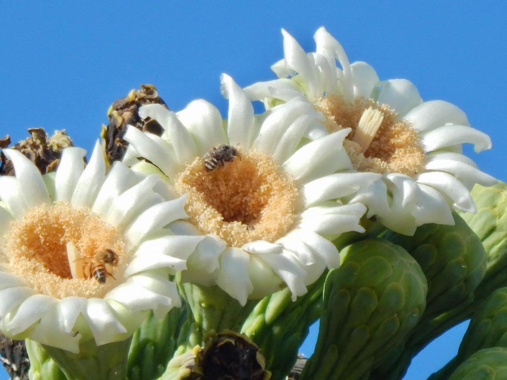 bees on blossoms