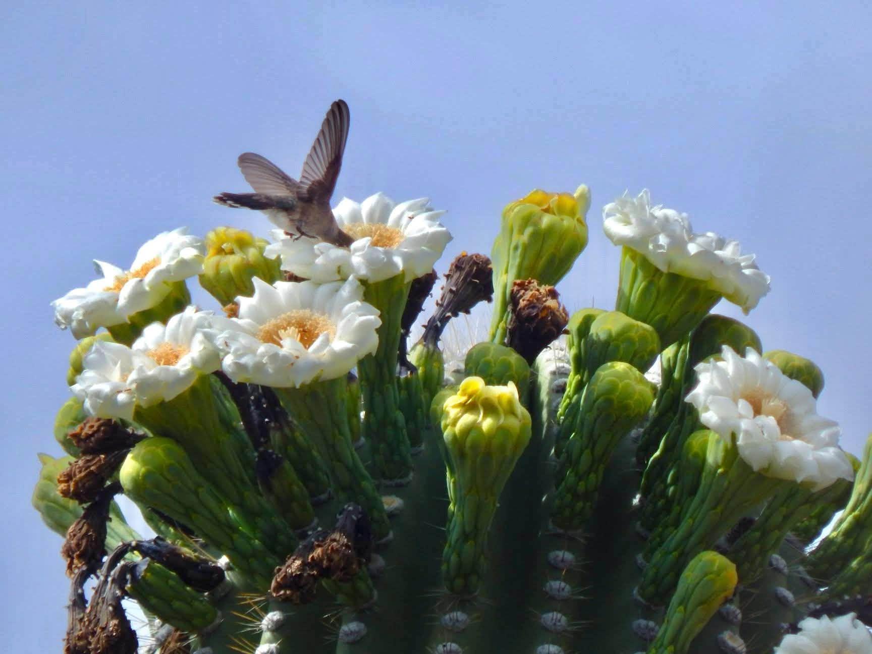 hummingbird on a blossom