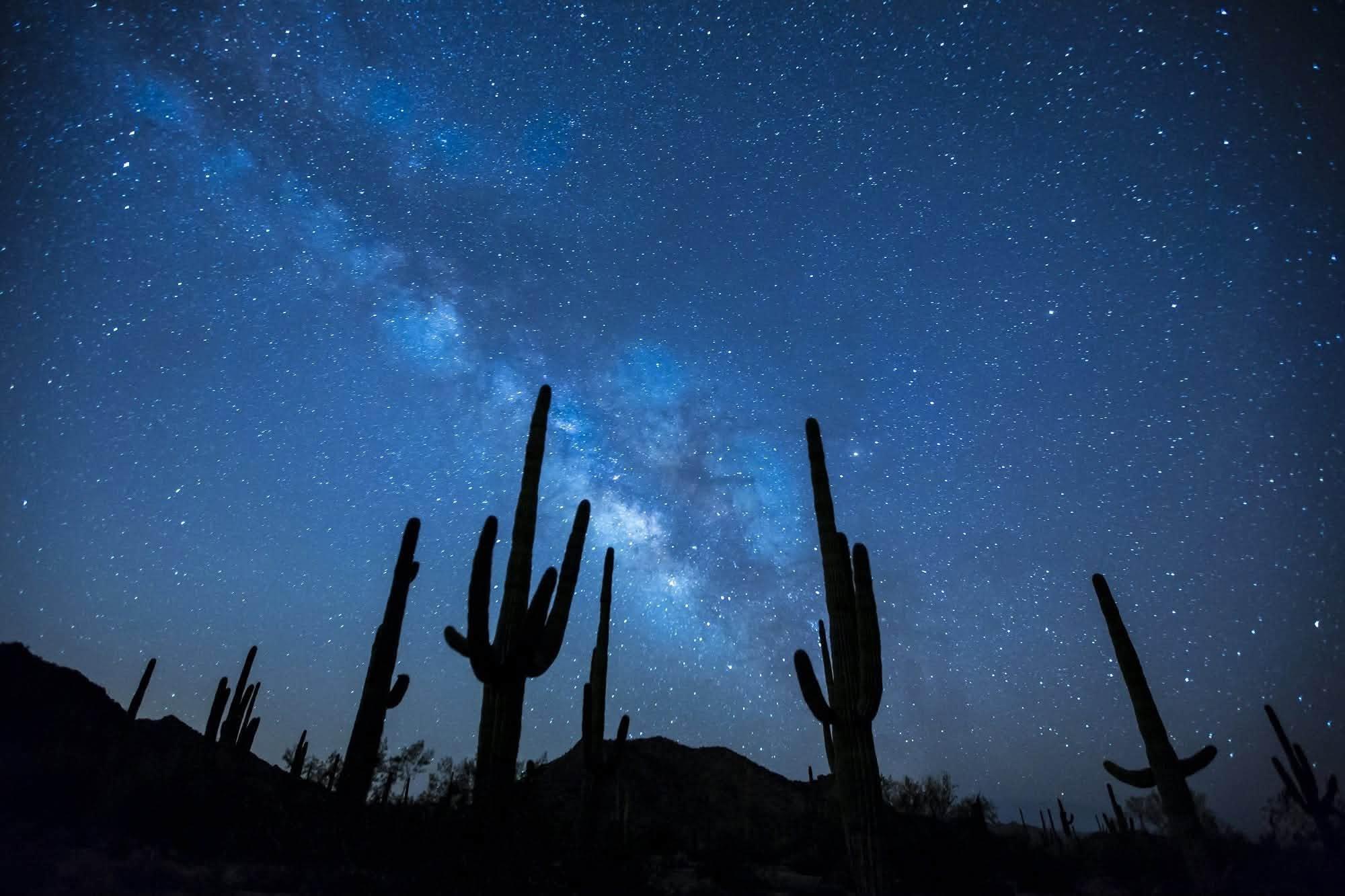 cacti and night sky