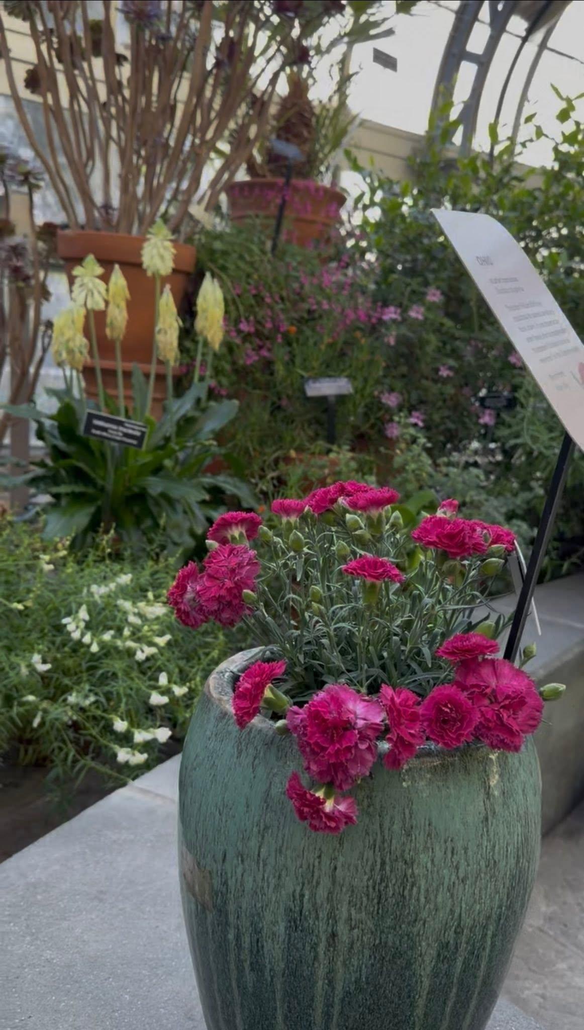view of full plant in a planter