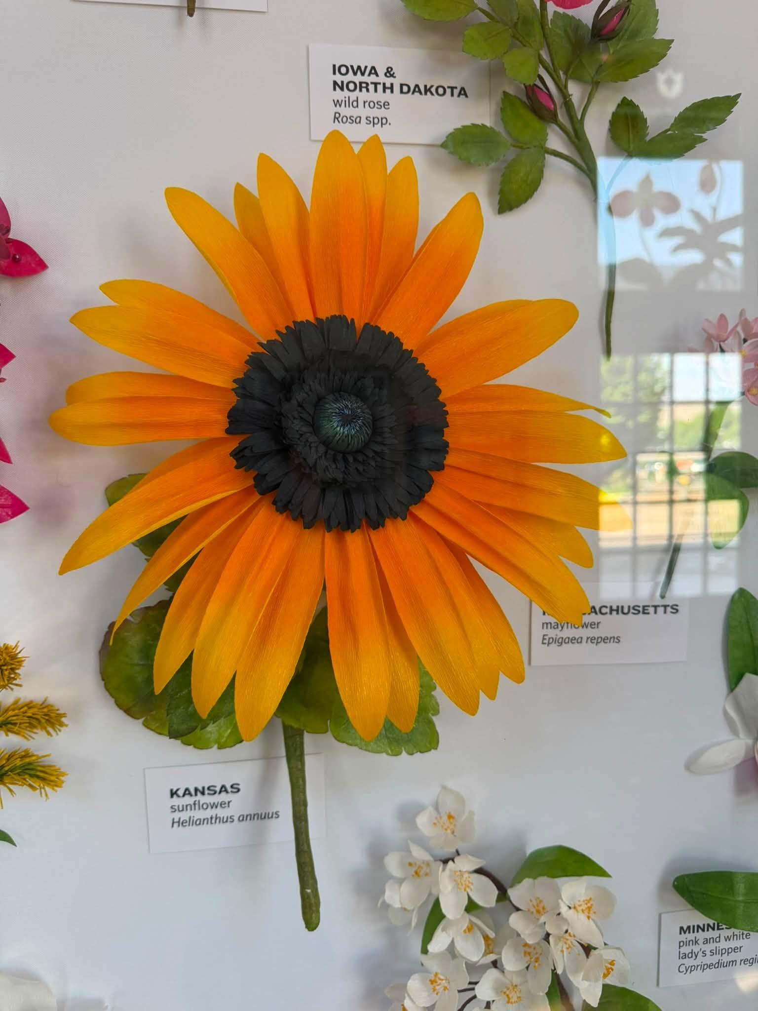yellow paper flower in the exhibit with a Kansas label