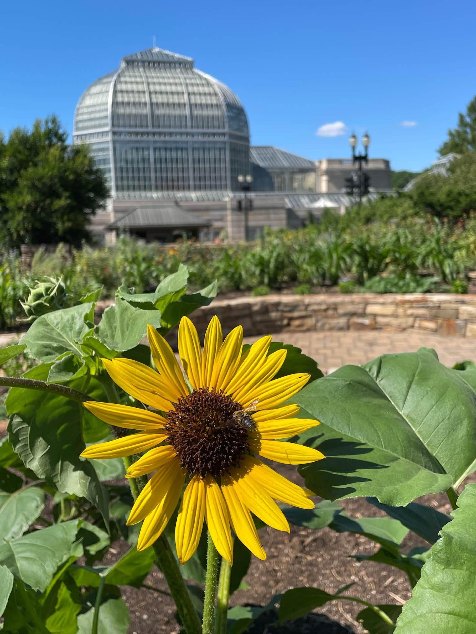 flower in a garden