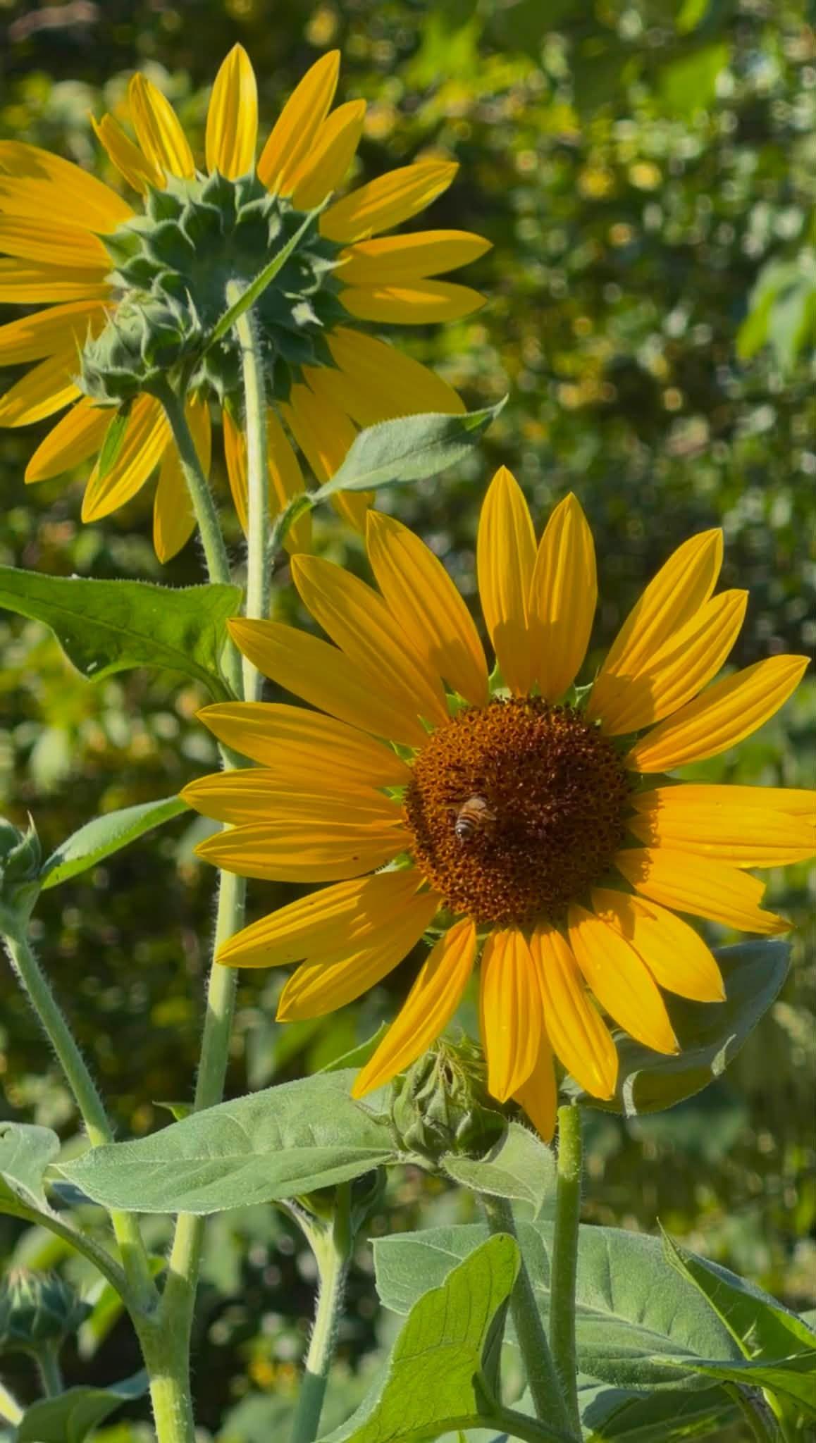 bee on a yellow flower