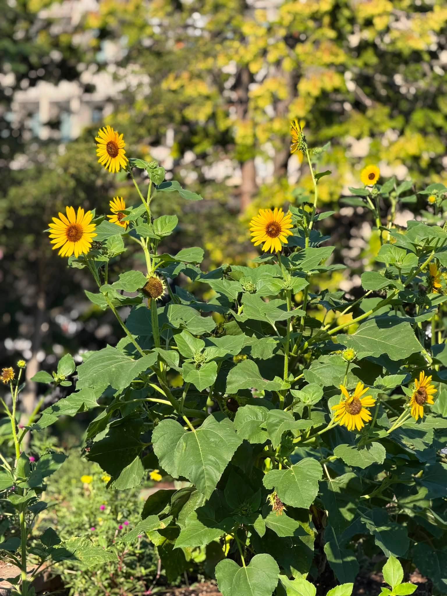 yellow flowers