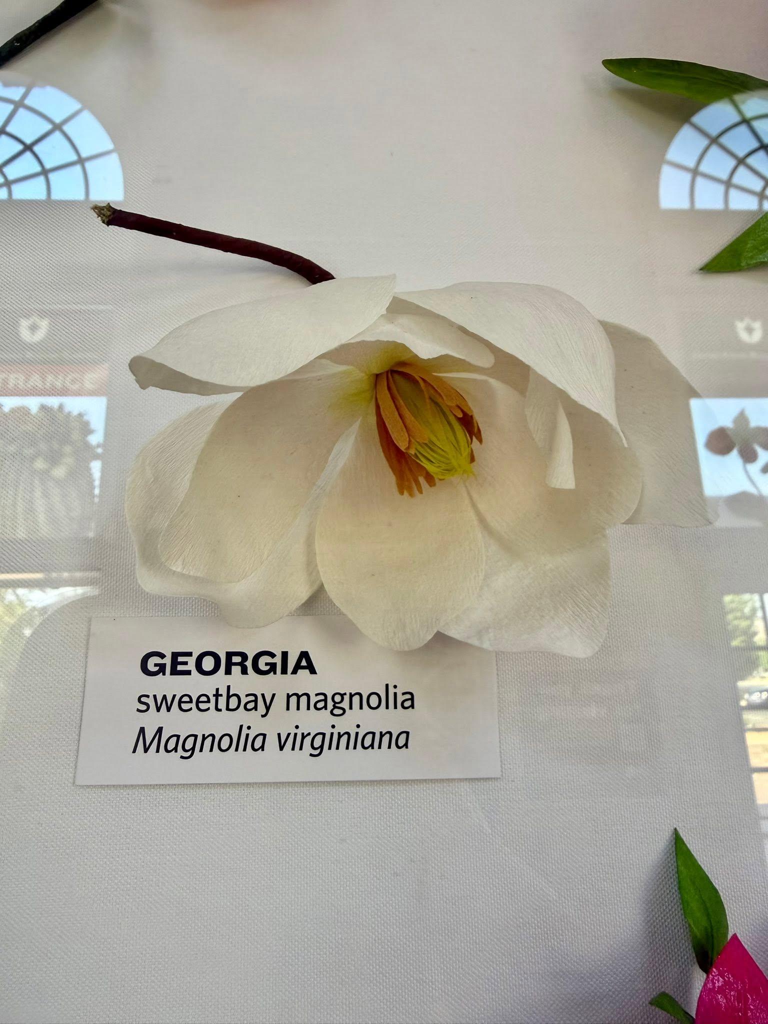 paper flower in the exhibit with a Georgia label