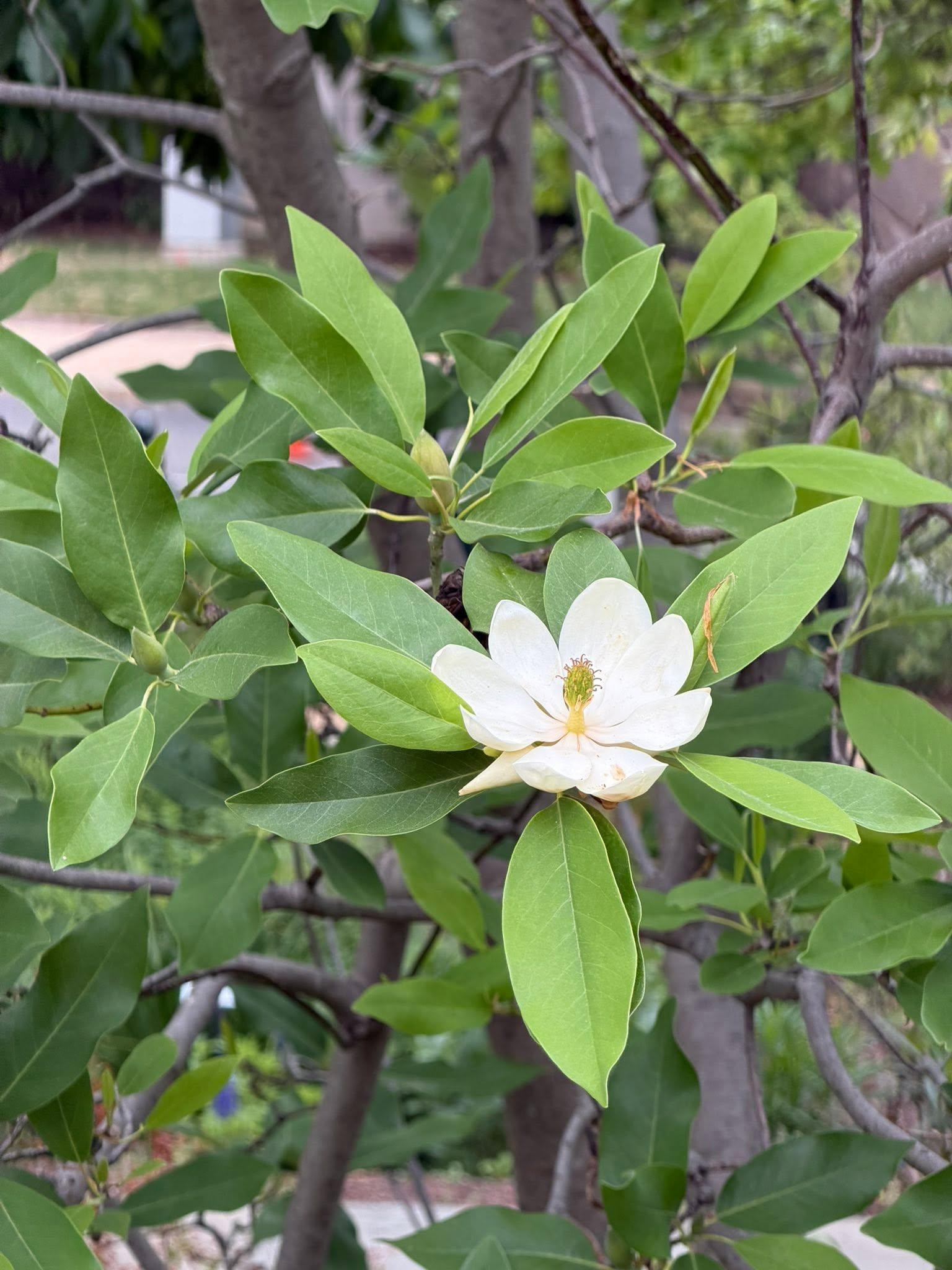 blossom and plant leaves