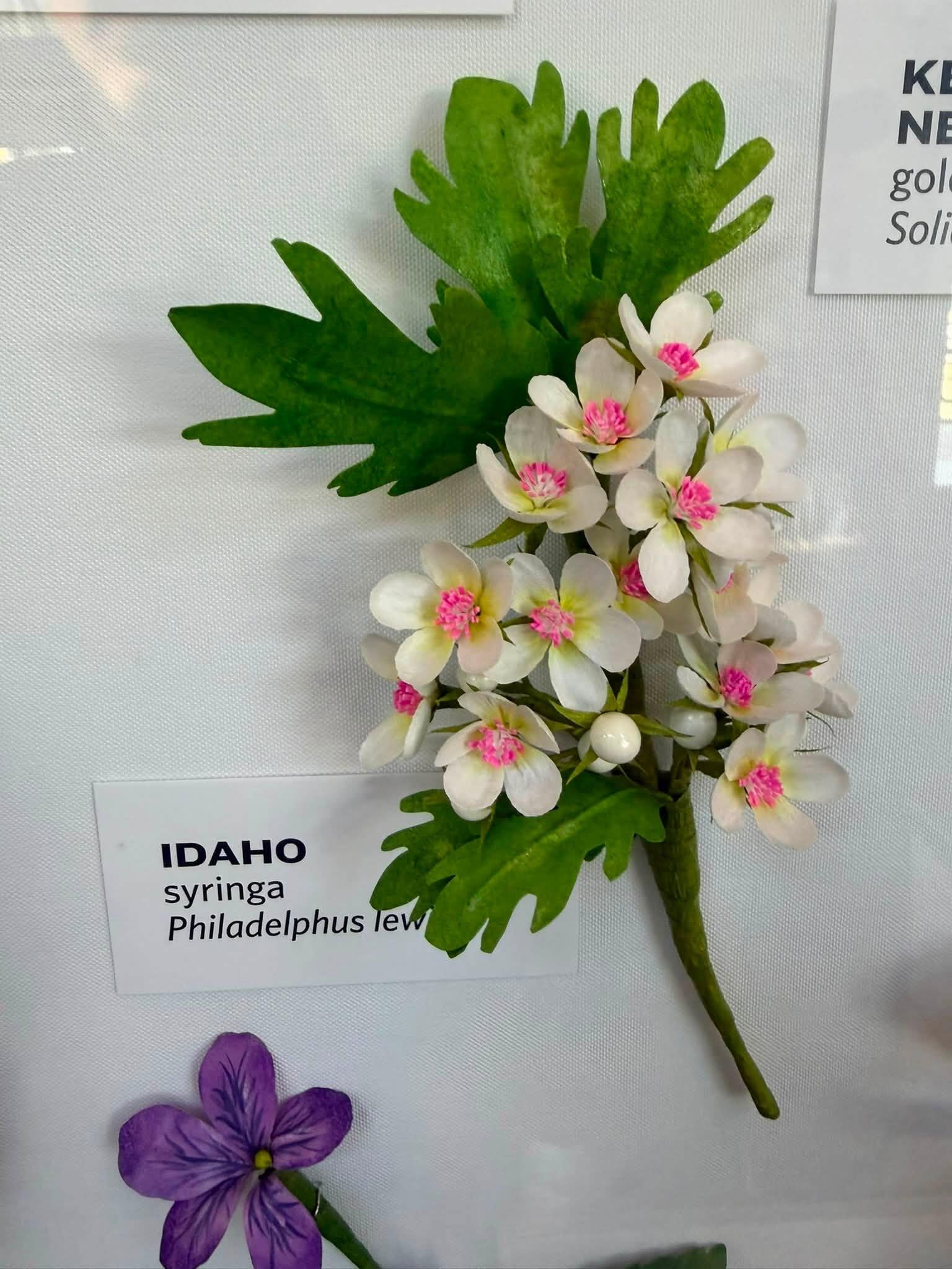 white with pink paper flowers in the exhibit with an Idaho label