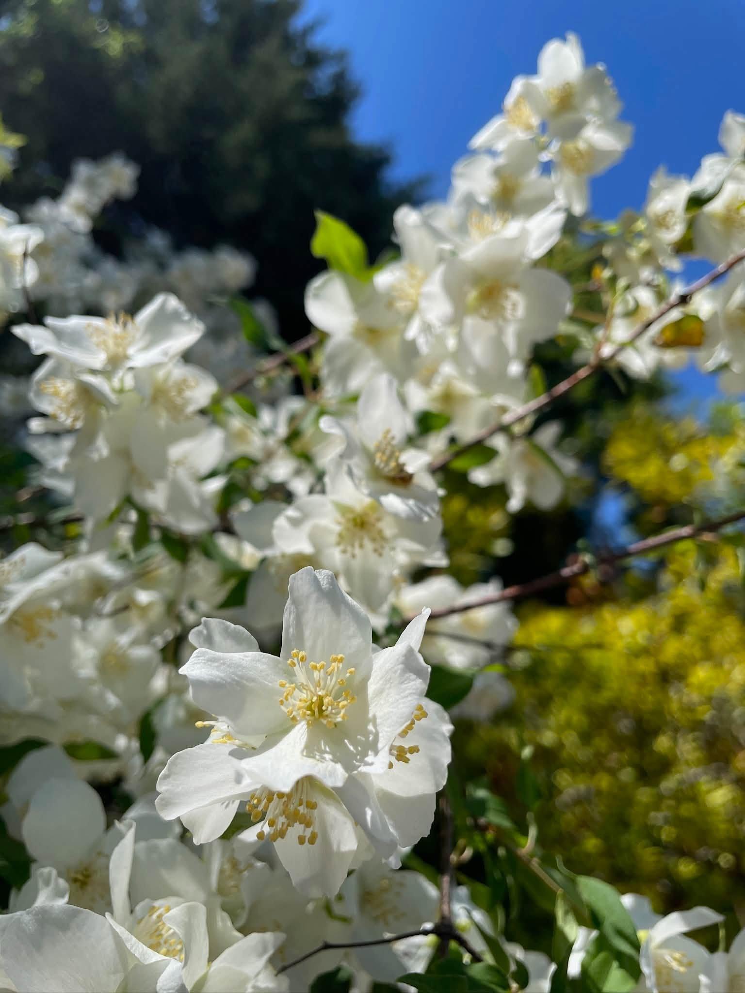 white blossoms