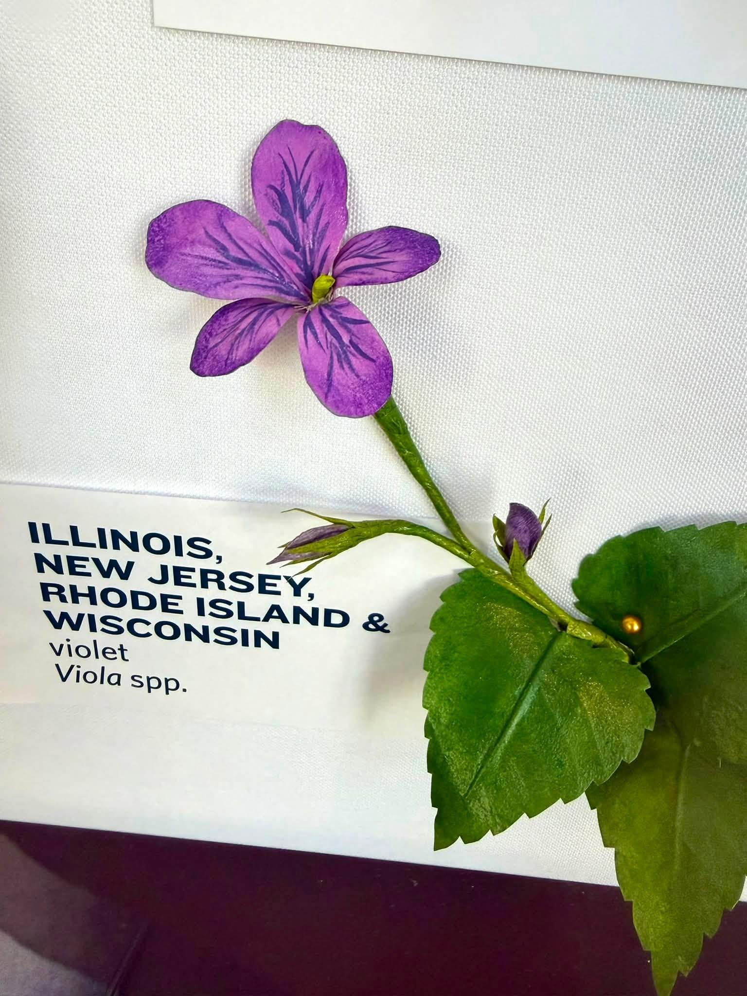purple paper flowers in the exhibit with an Illinois, New Jersey, Rhode Island & Wisconsin label