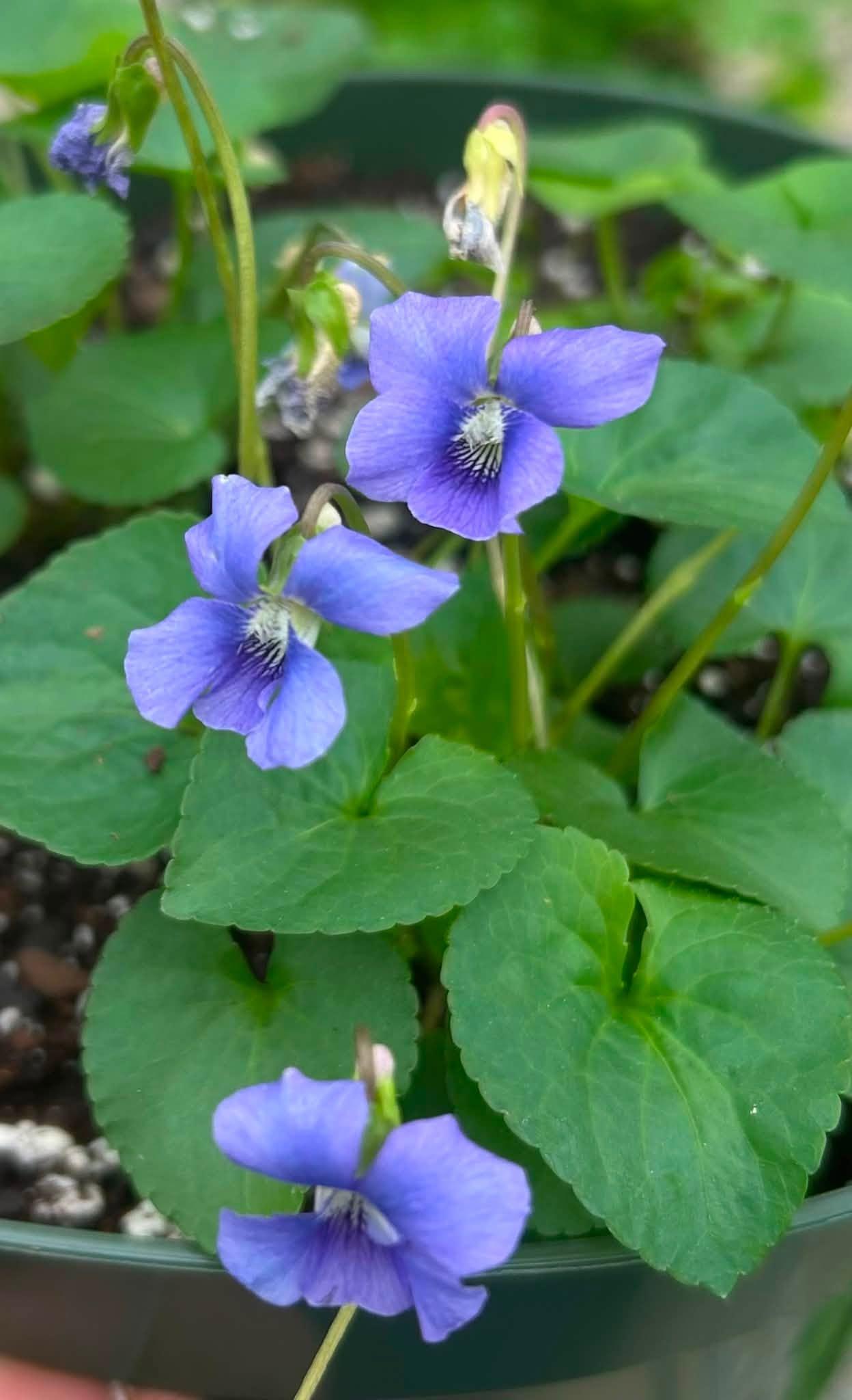 three purple flowers