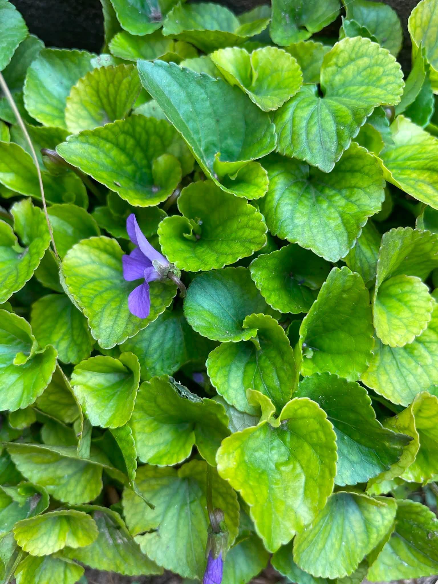 green leaves with a single purple flower