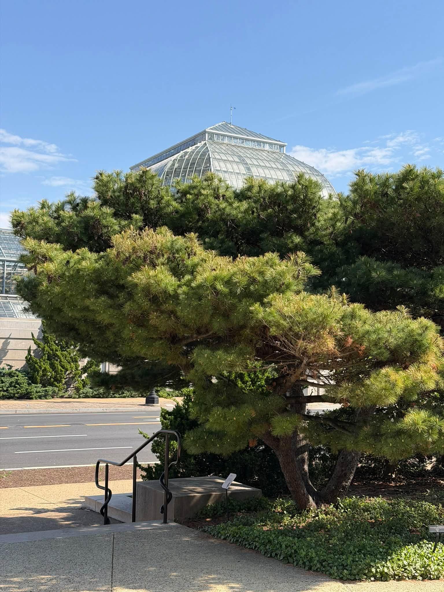 view of full tree