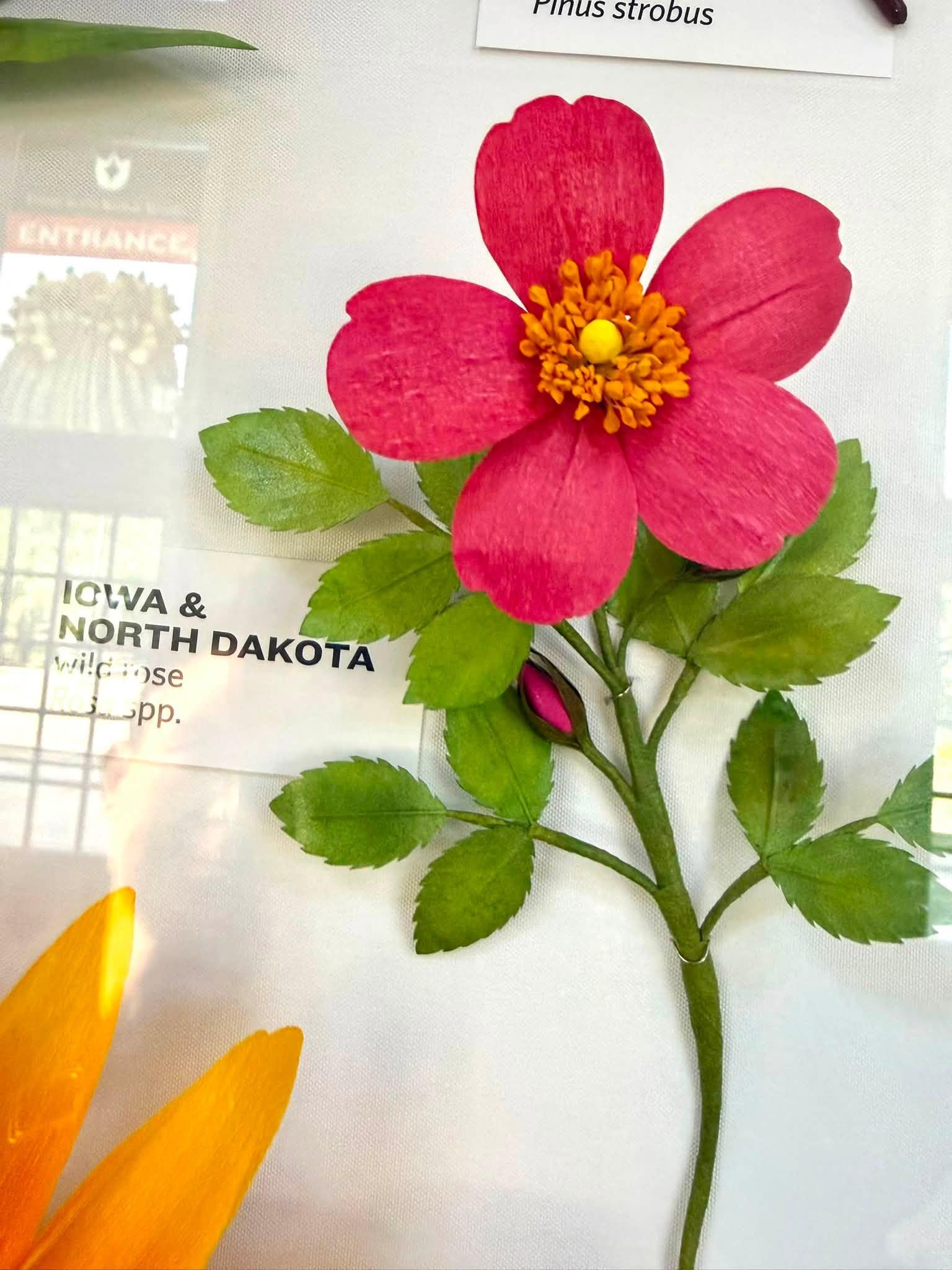 pink paper flower in the exhibit with an Iowa & North Dakota label