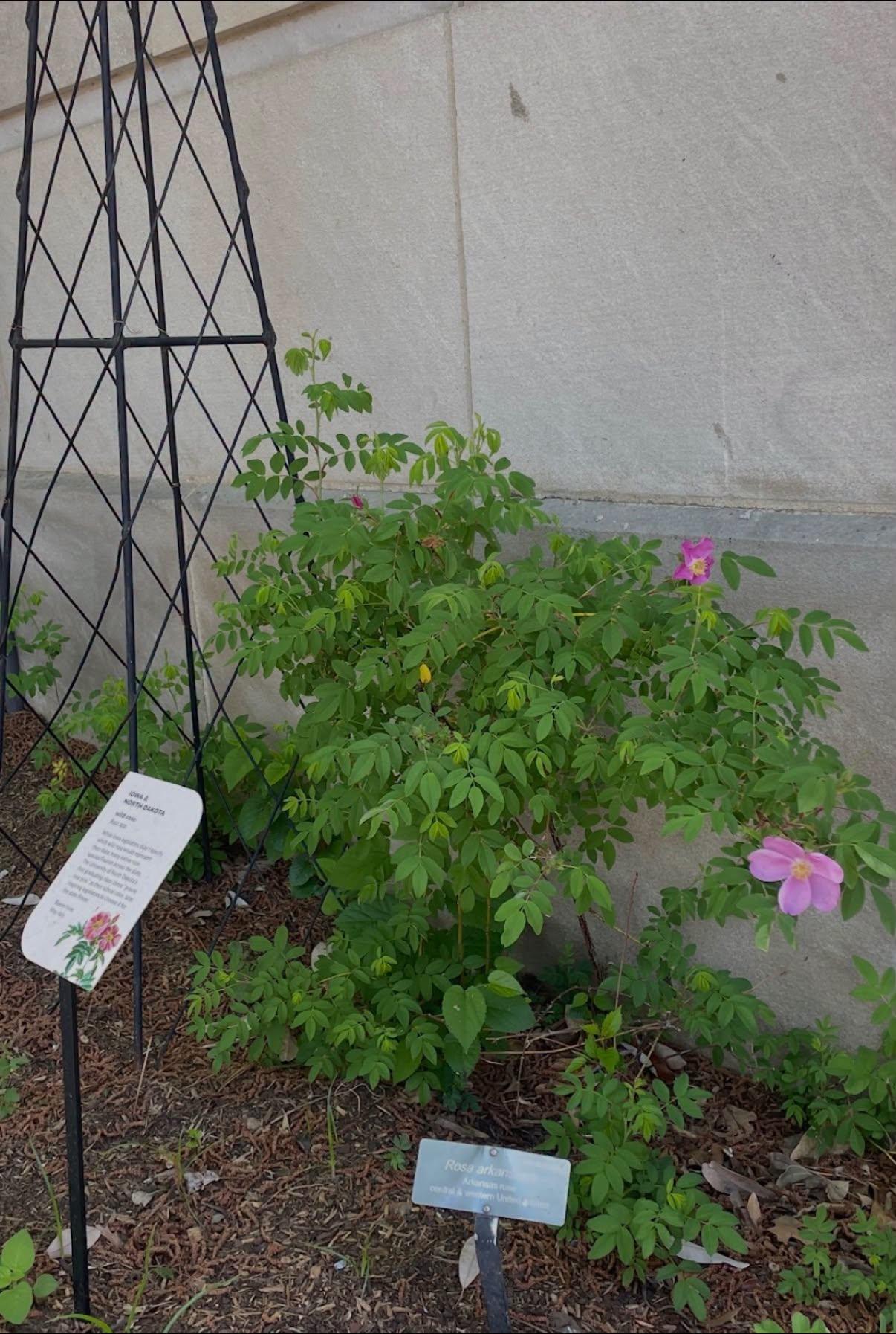 view of full plant