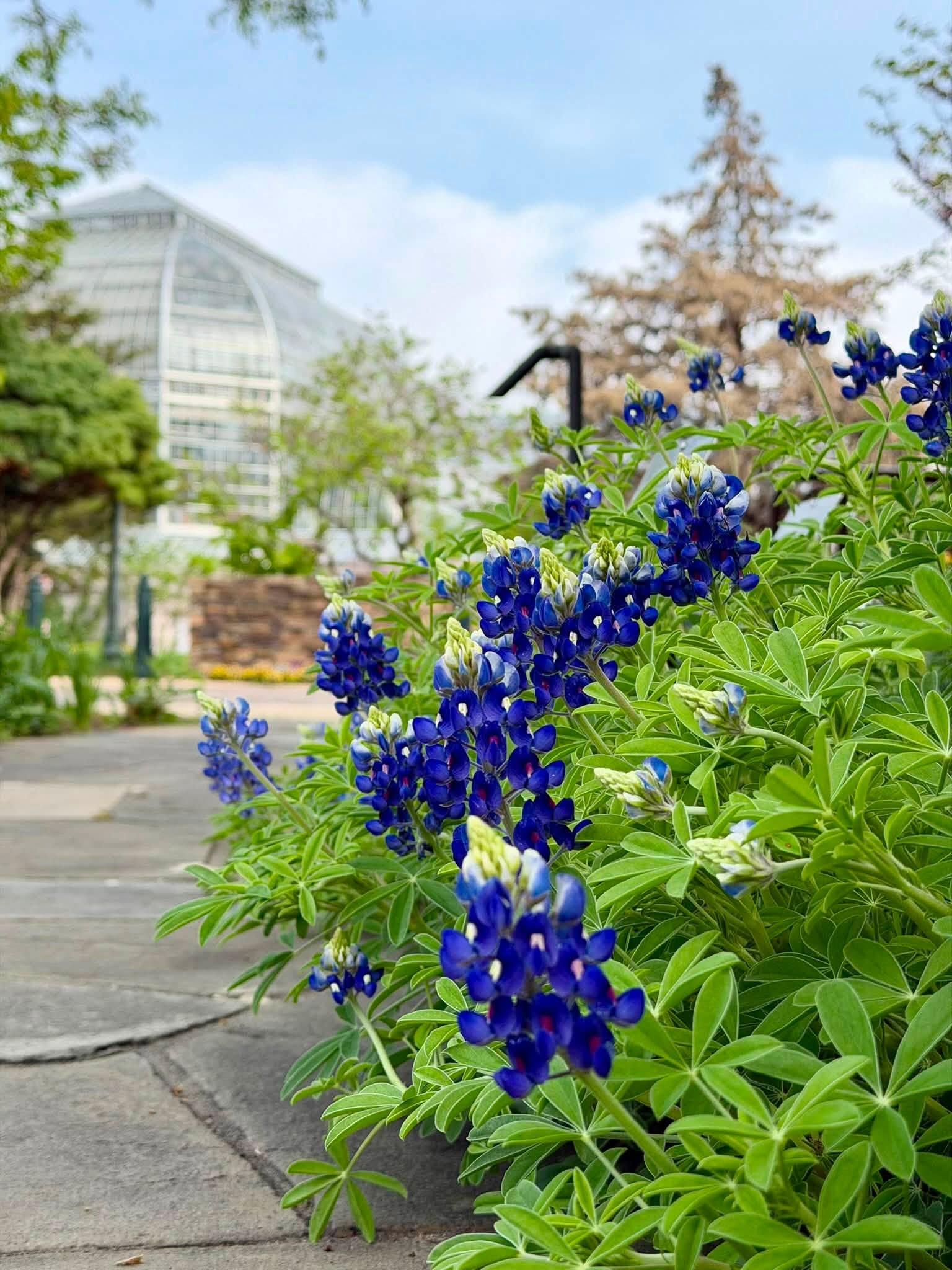 blue flowers near walkway