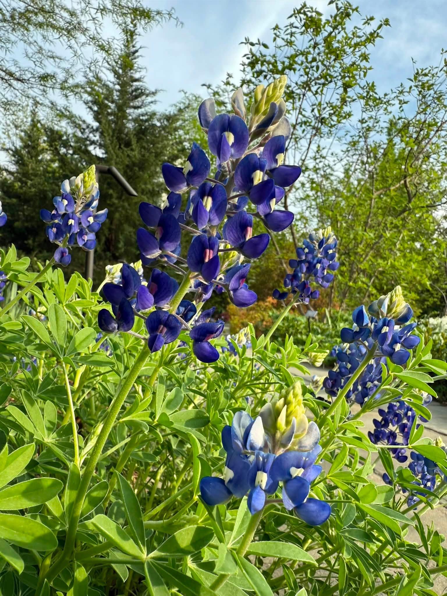 blue flowers
