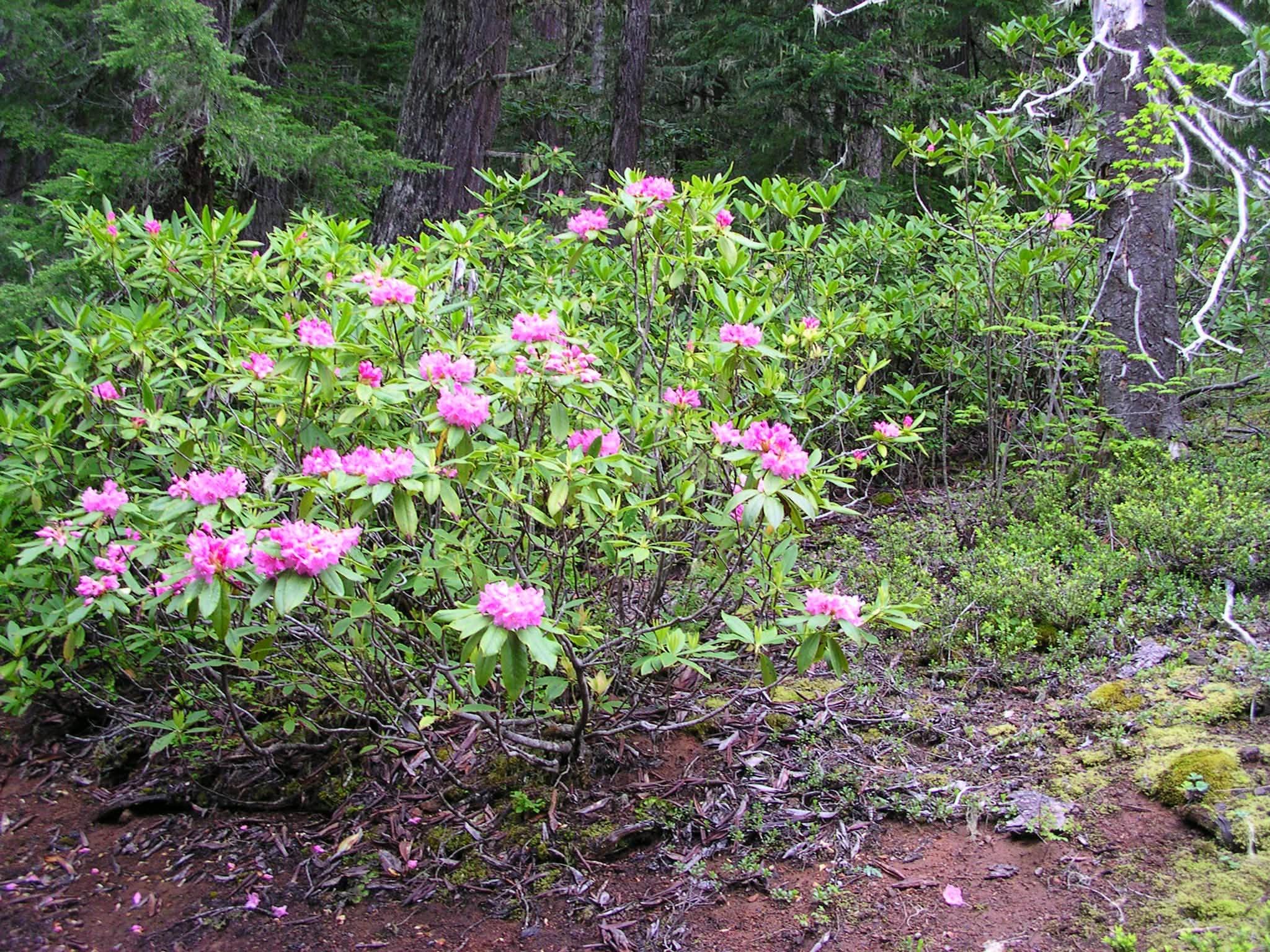 view of the full plant