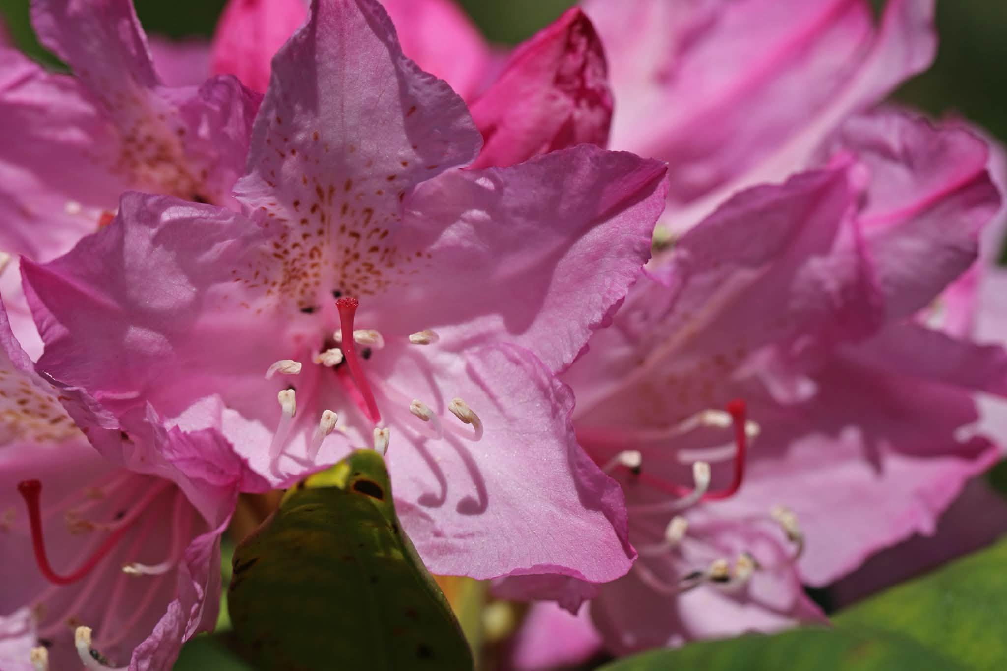 pink flowers up close