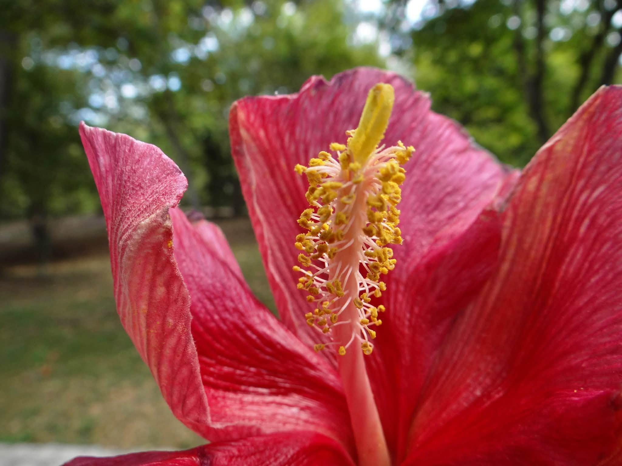 flower up close