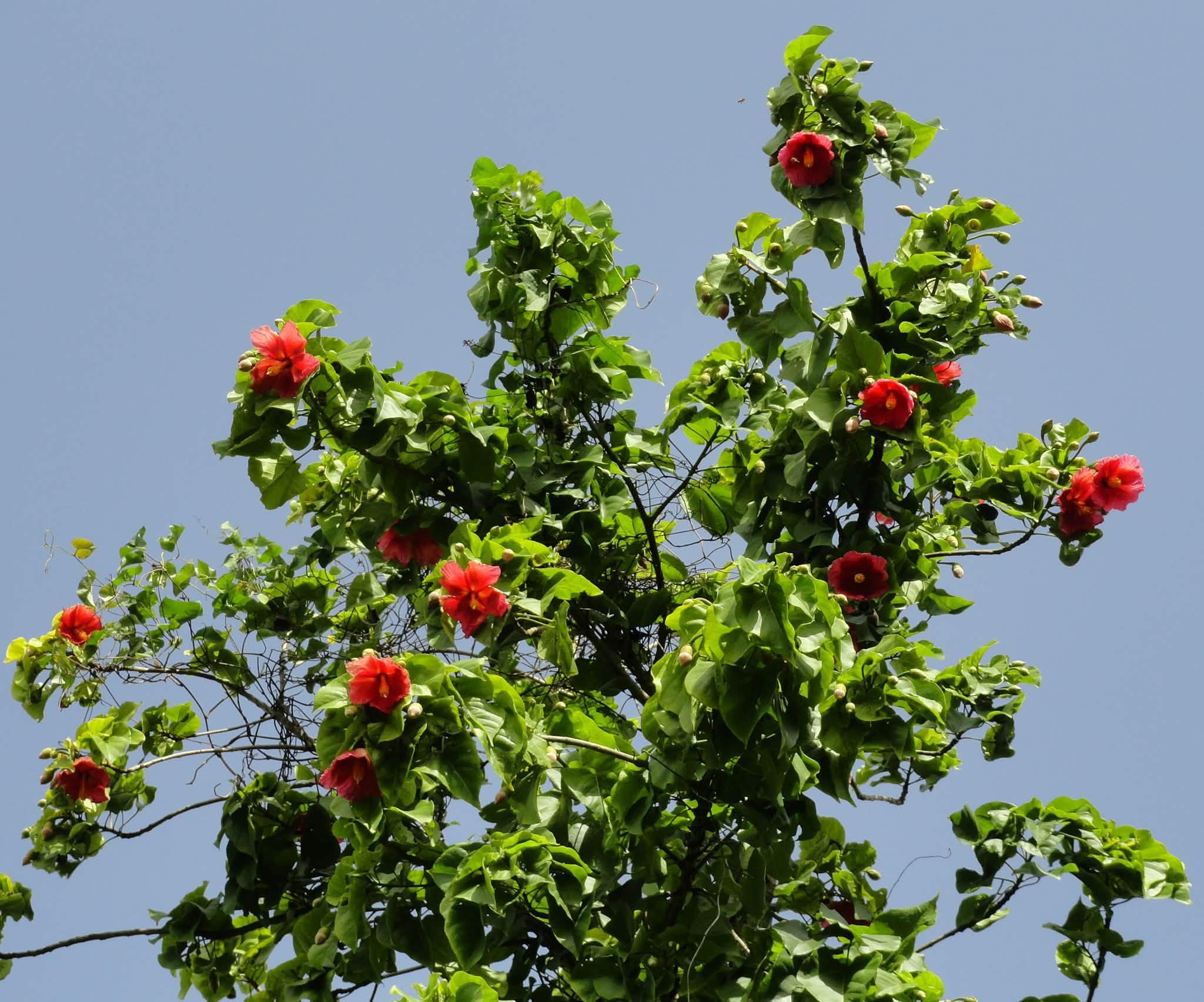 view of the full tree