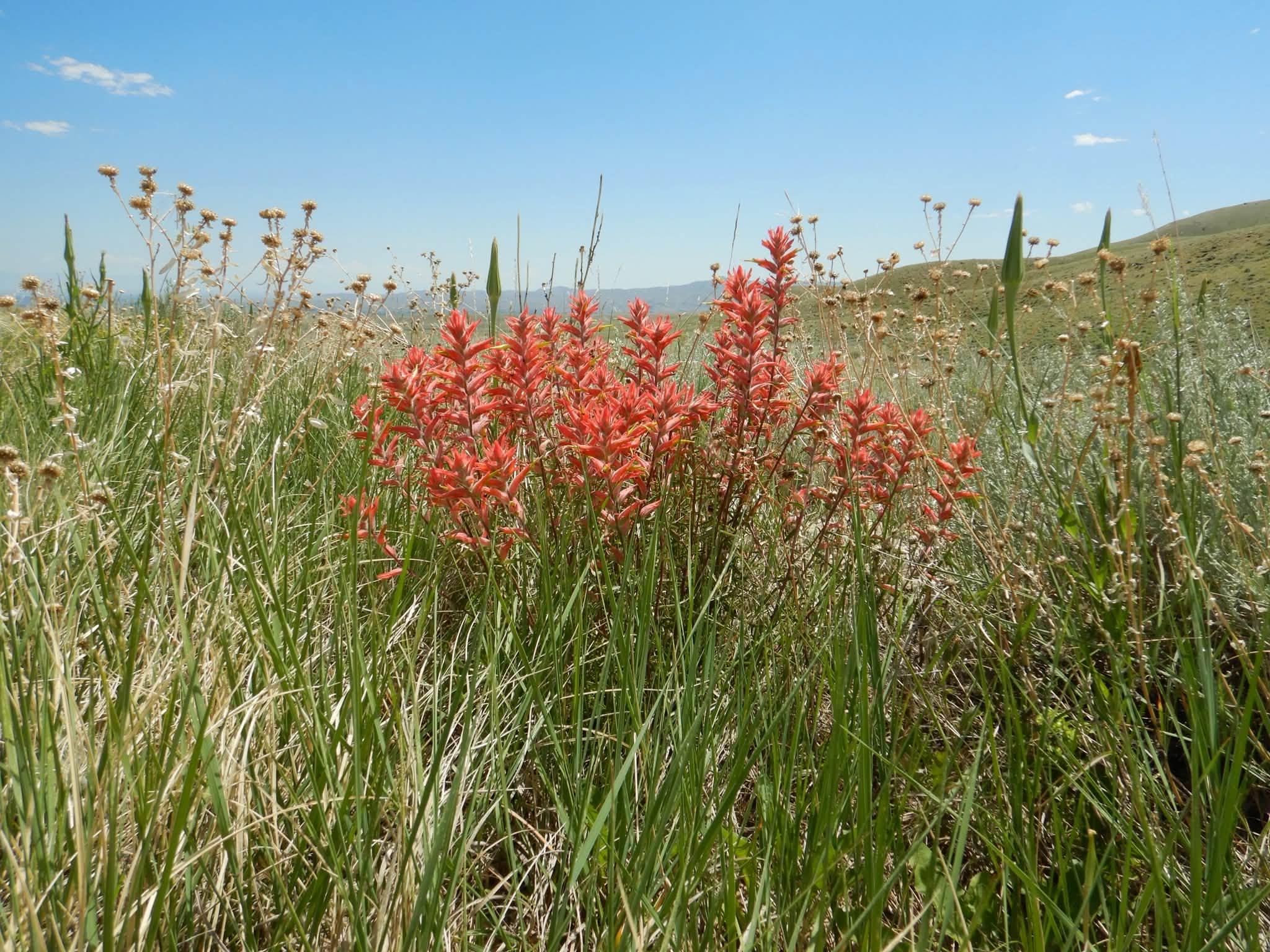 view of the flowers and plant with blue sky