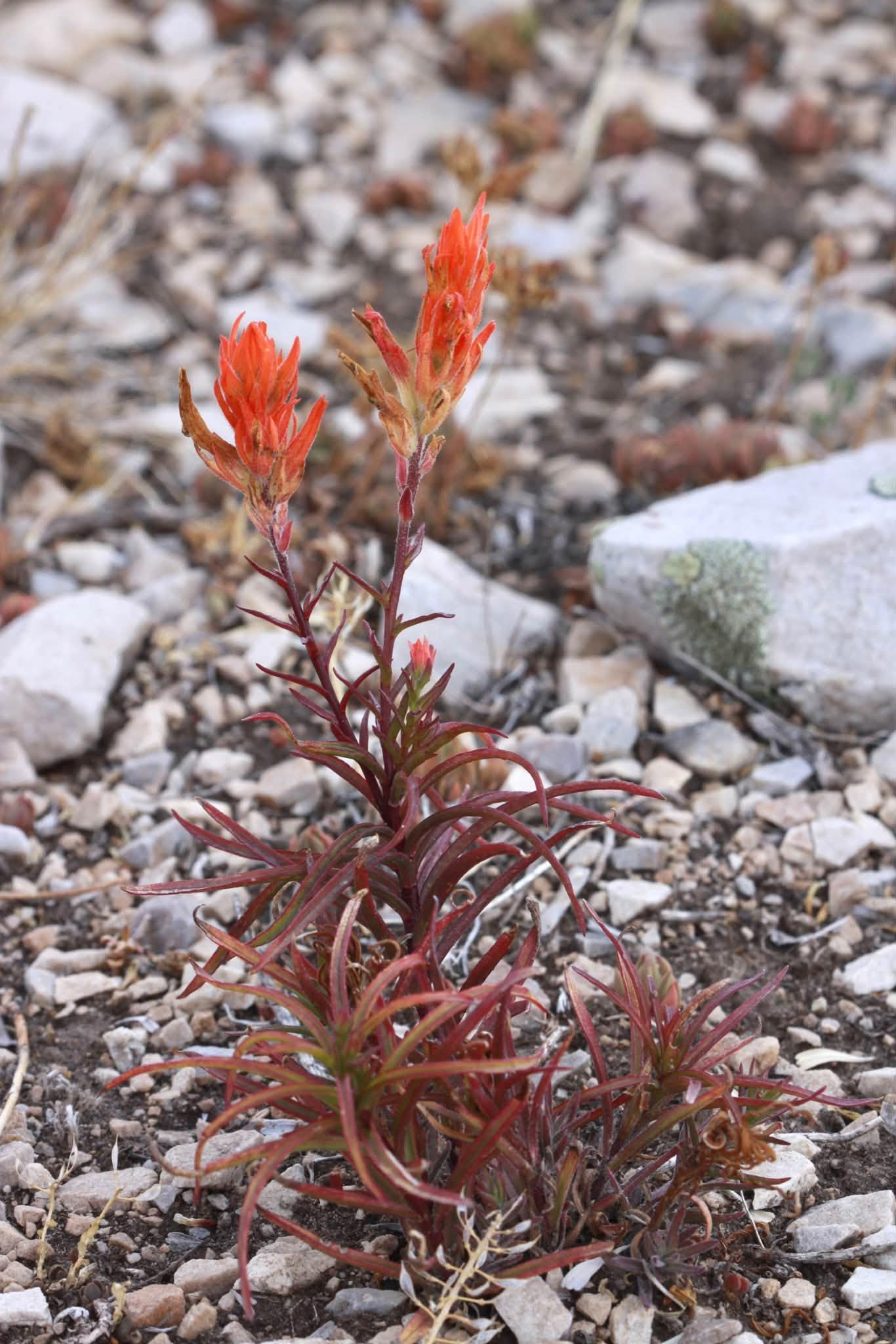 view of the plant in rocky area