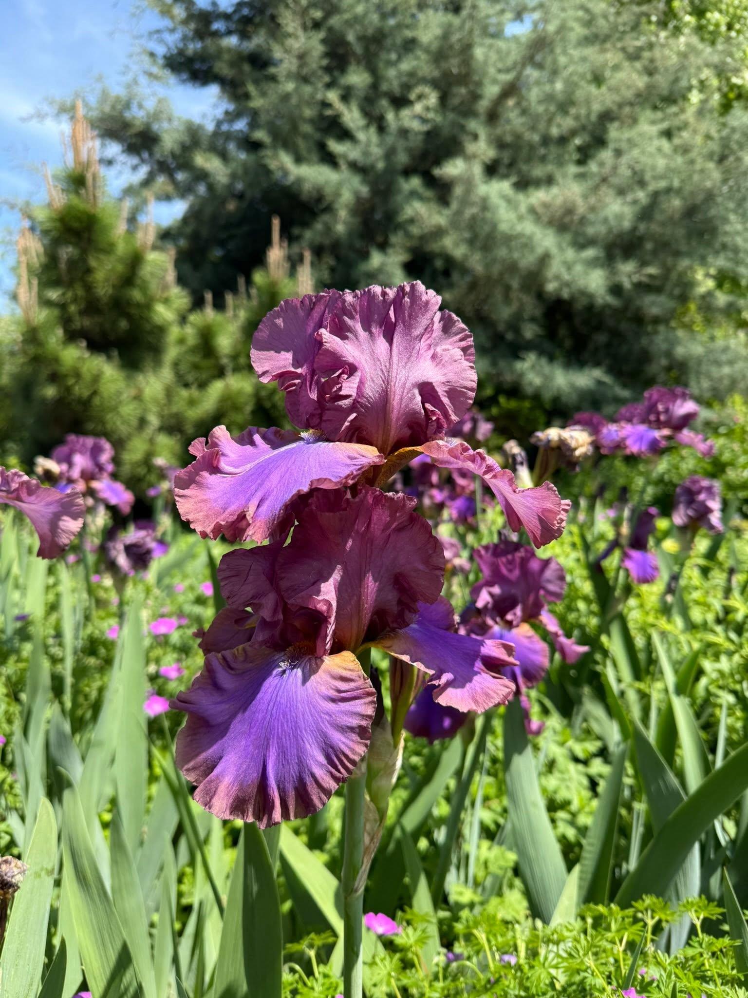 purple flowers