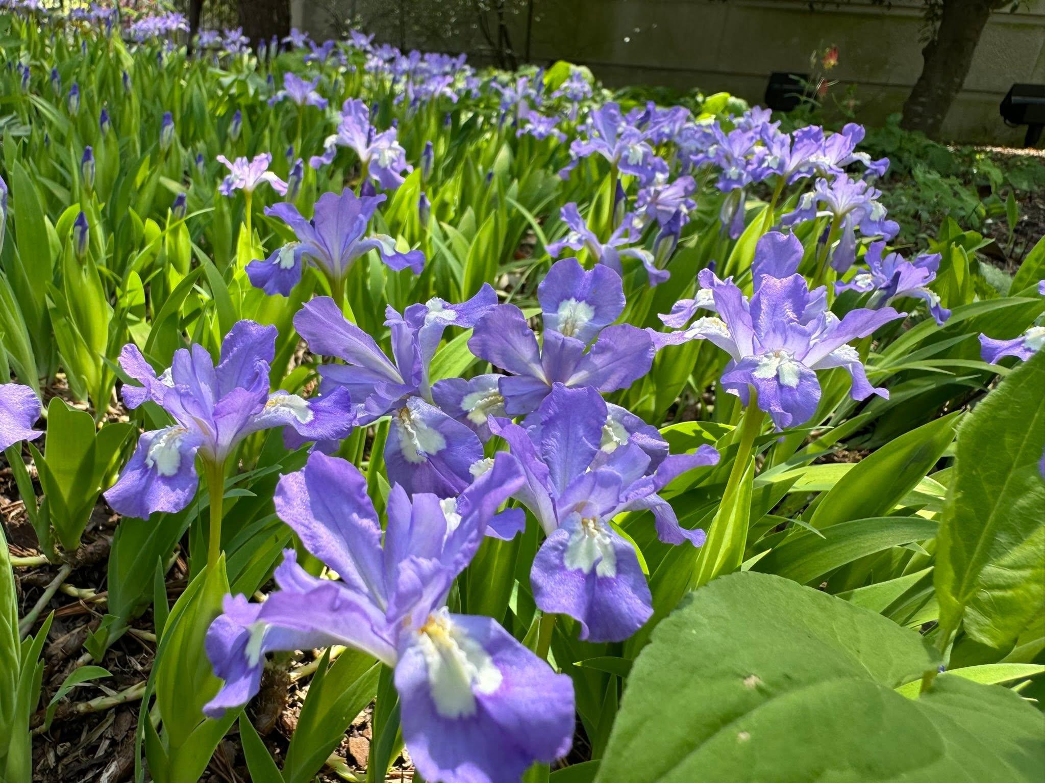 purple flowers