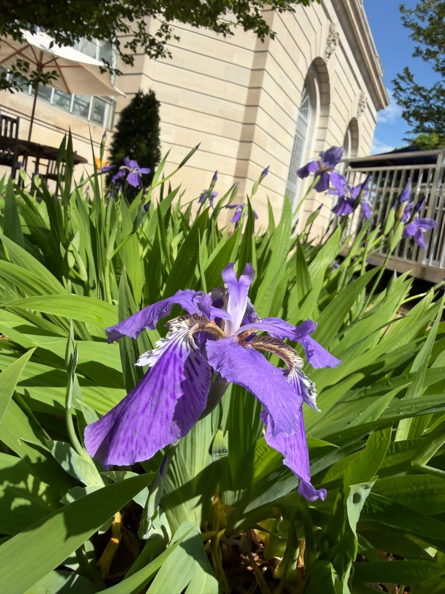 purple flower close with building in background