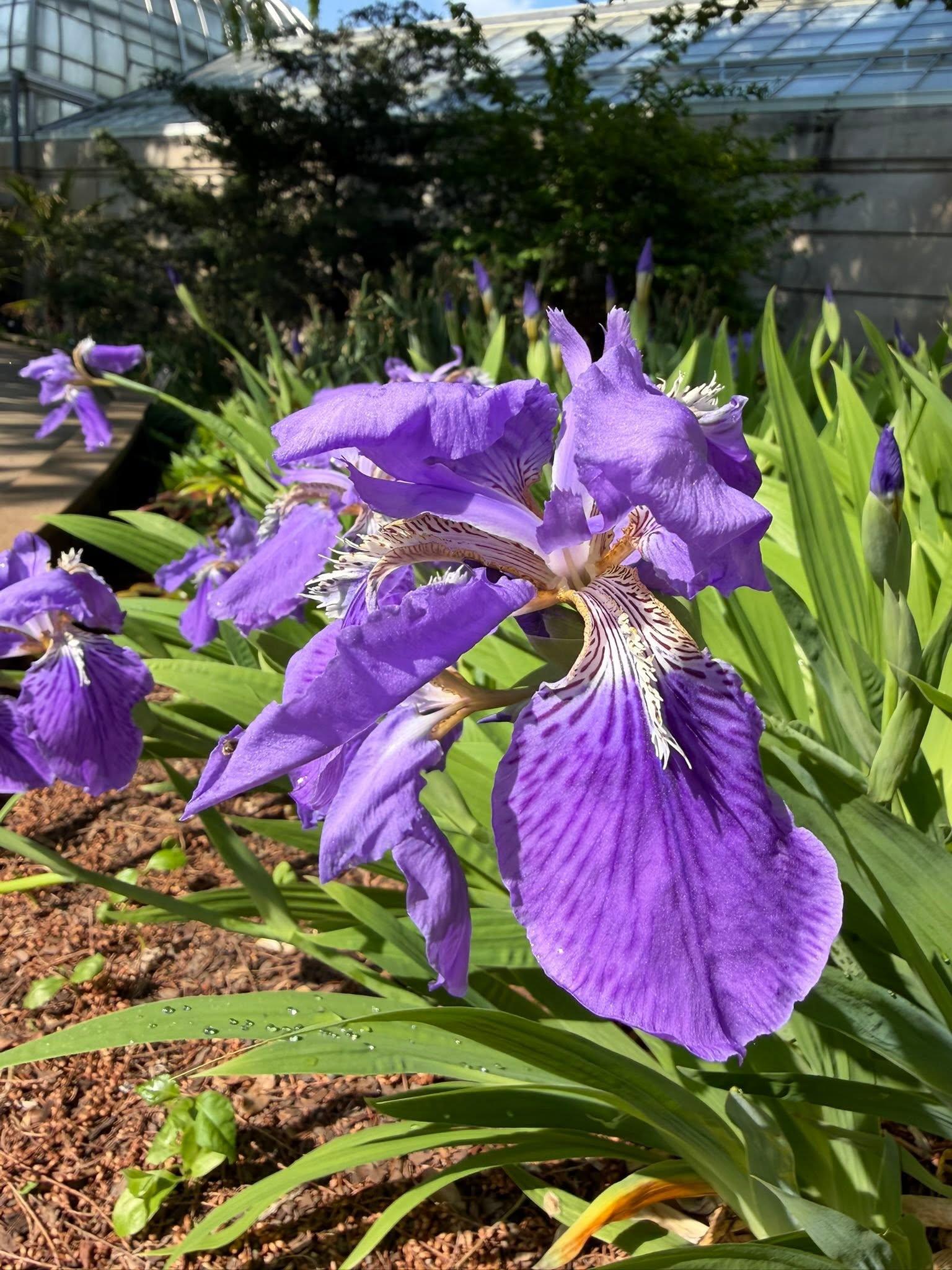single purple flower