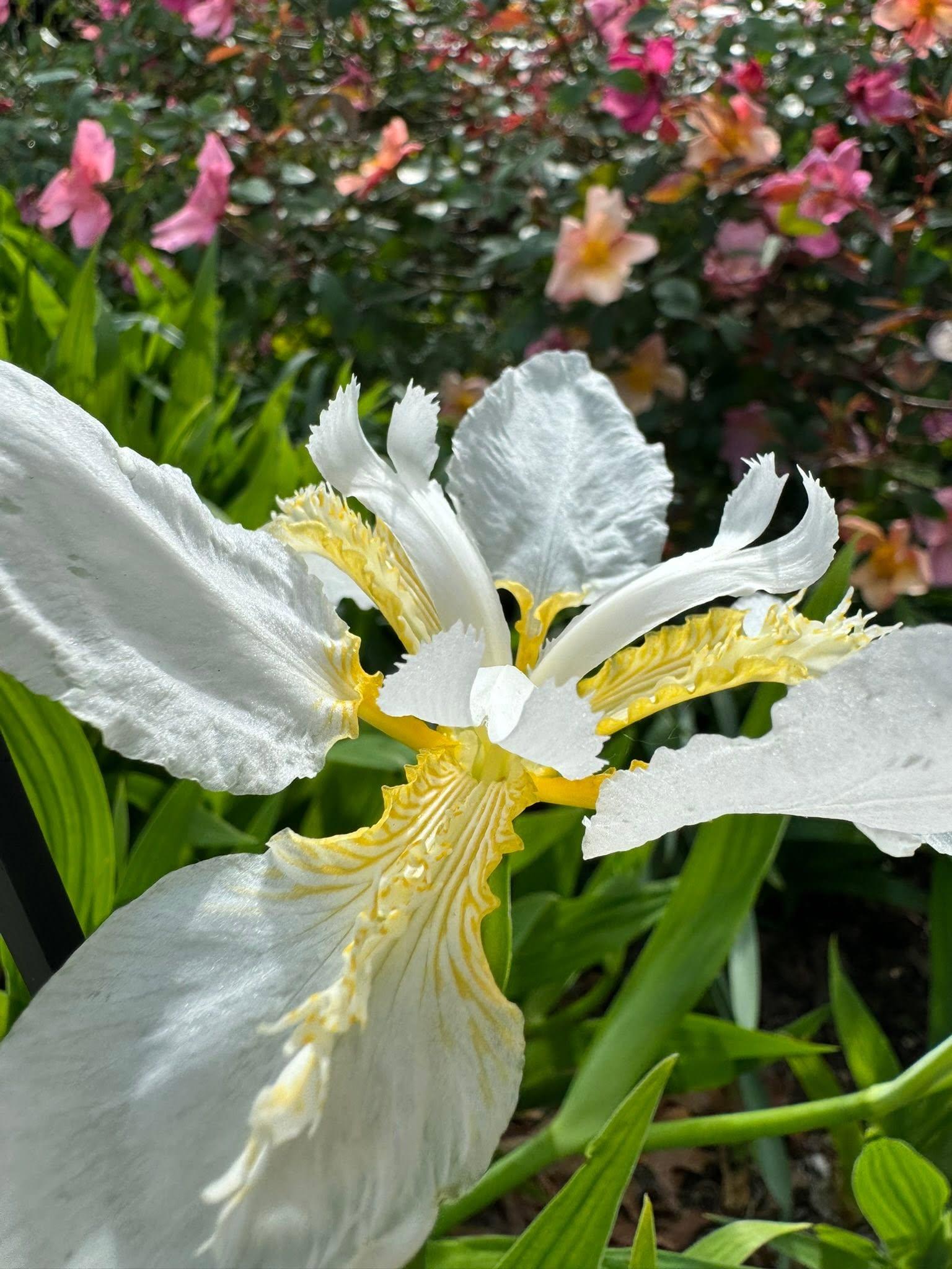 single white flower up close