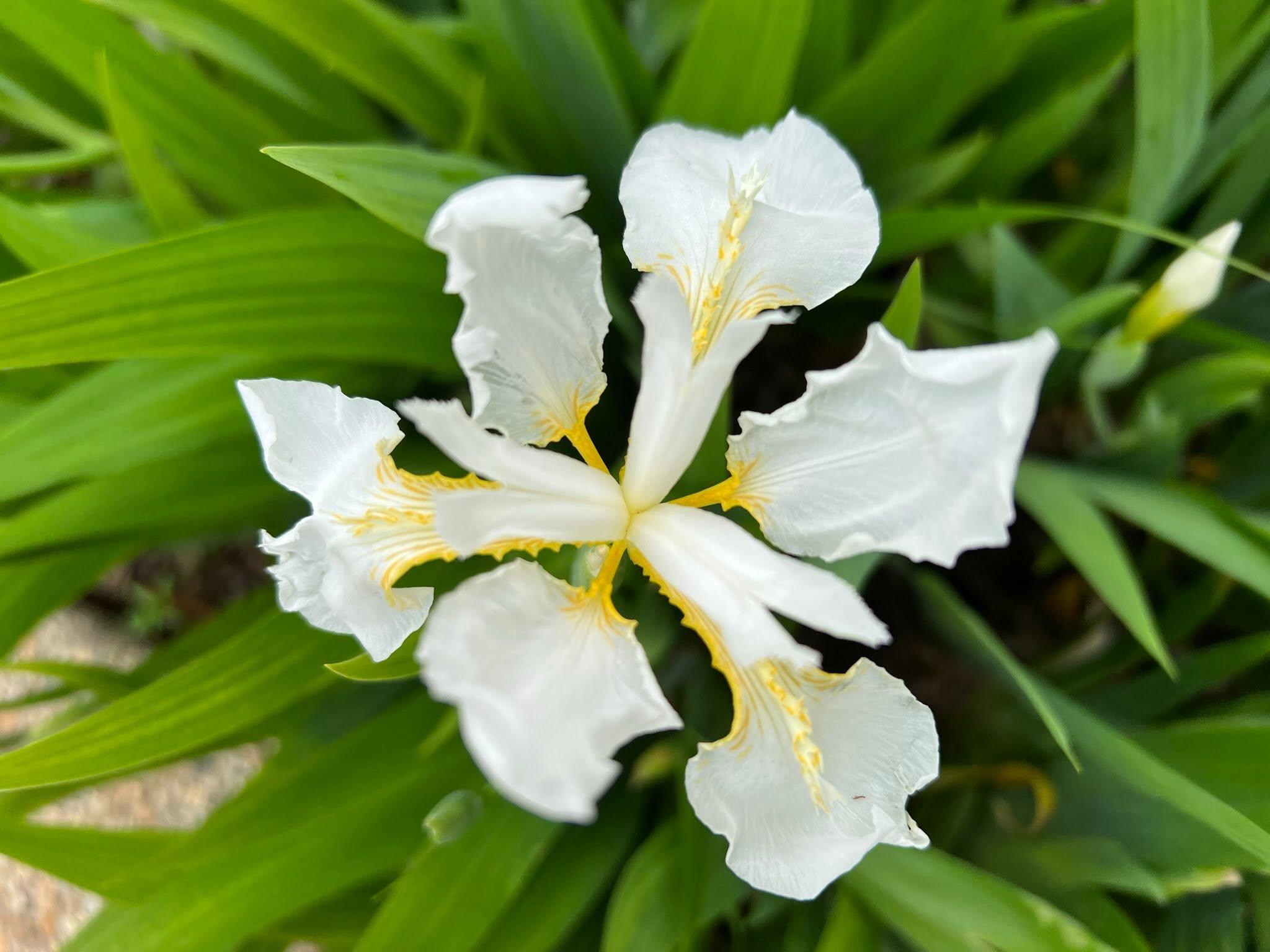 white flower up close