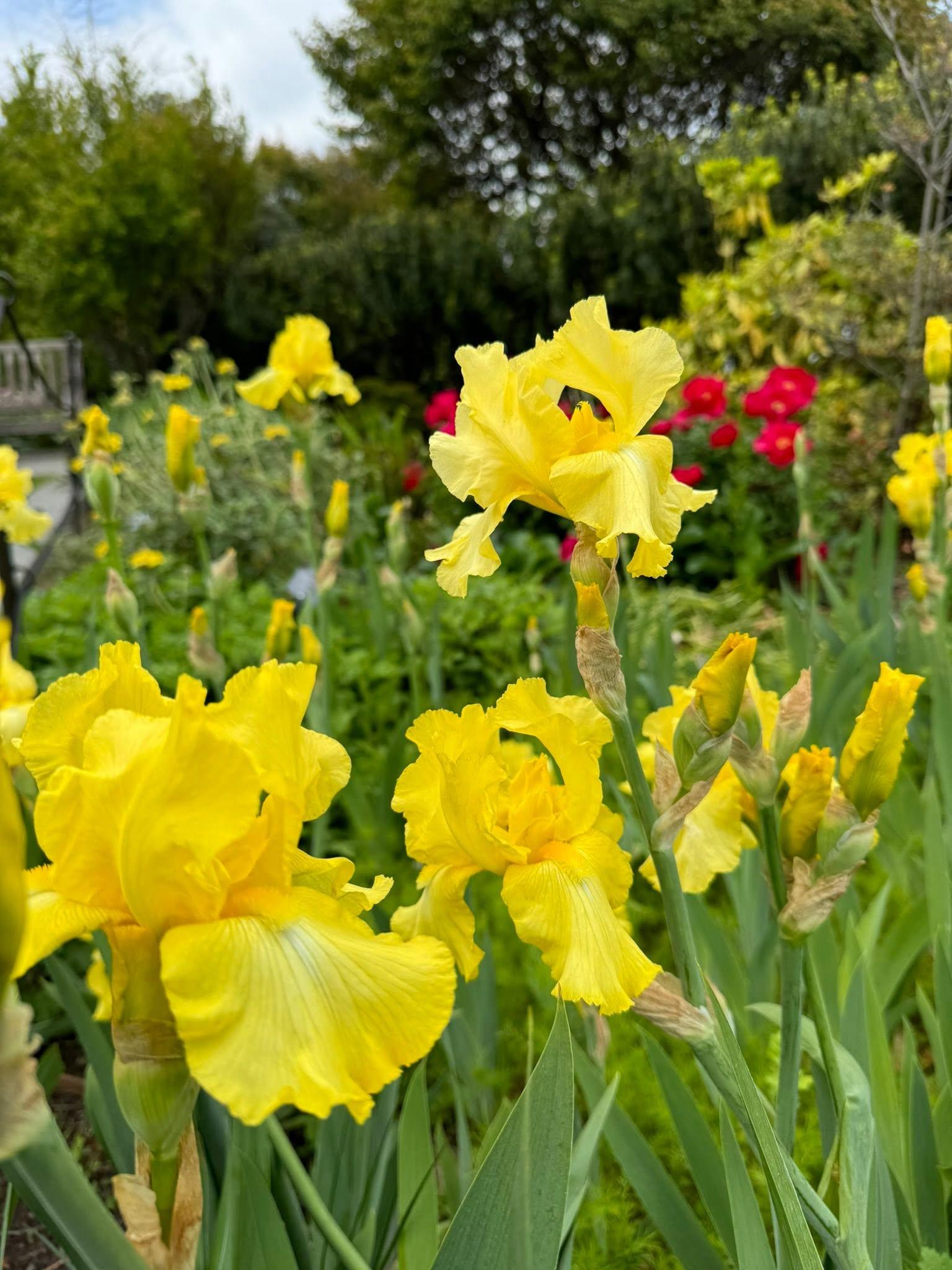 yellow flowers
