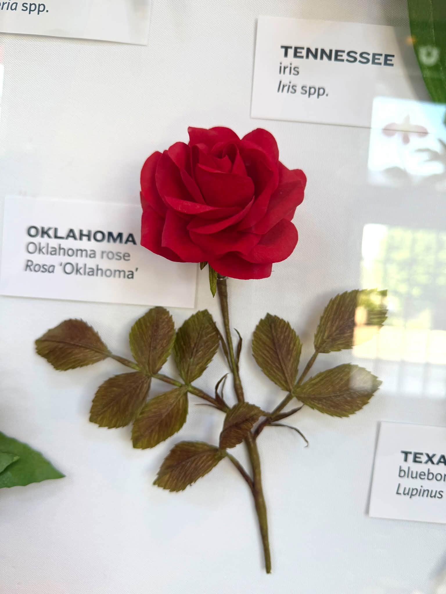 red paper flower with an Oklahoma label