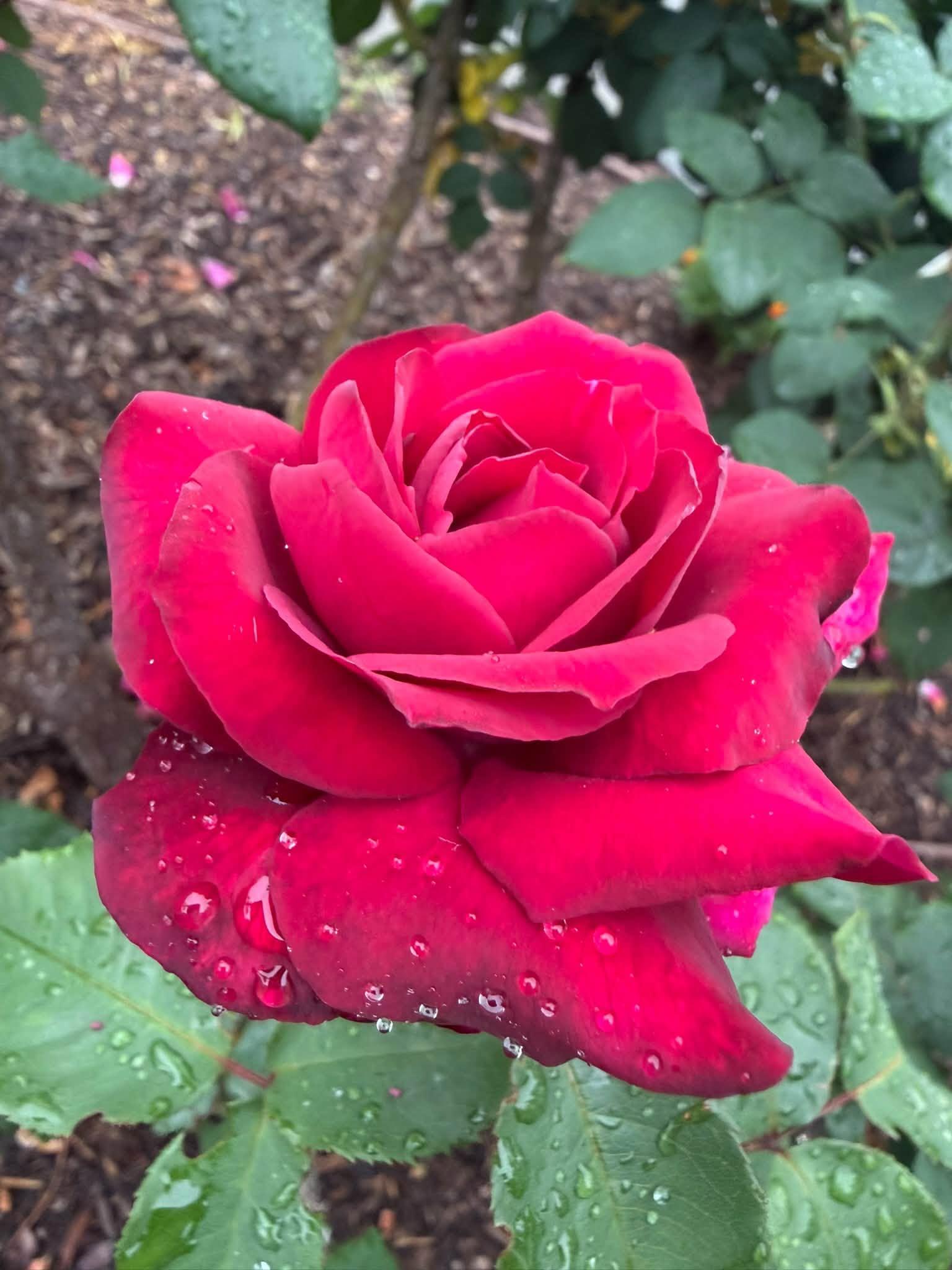 single red flower