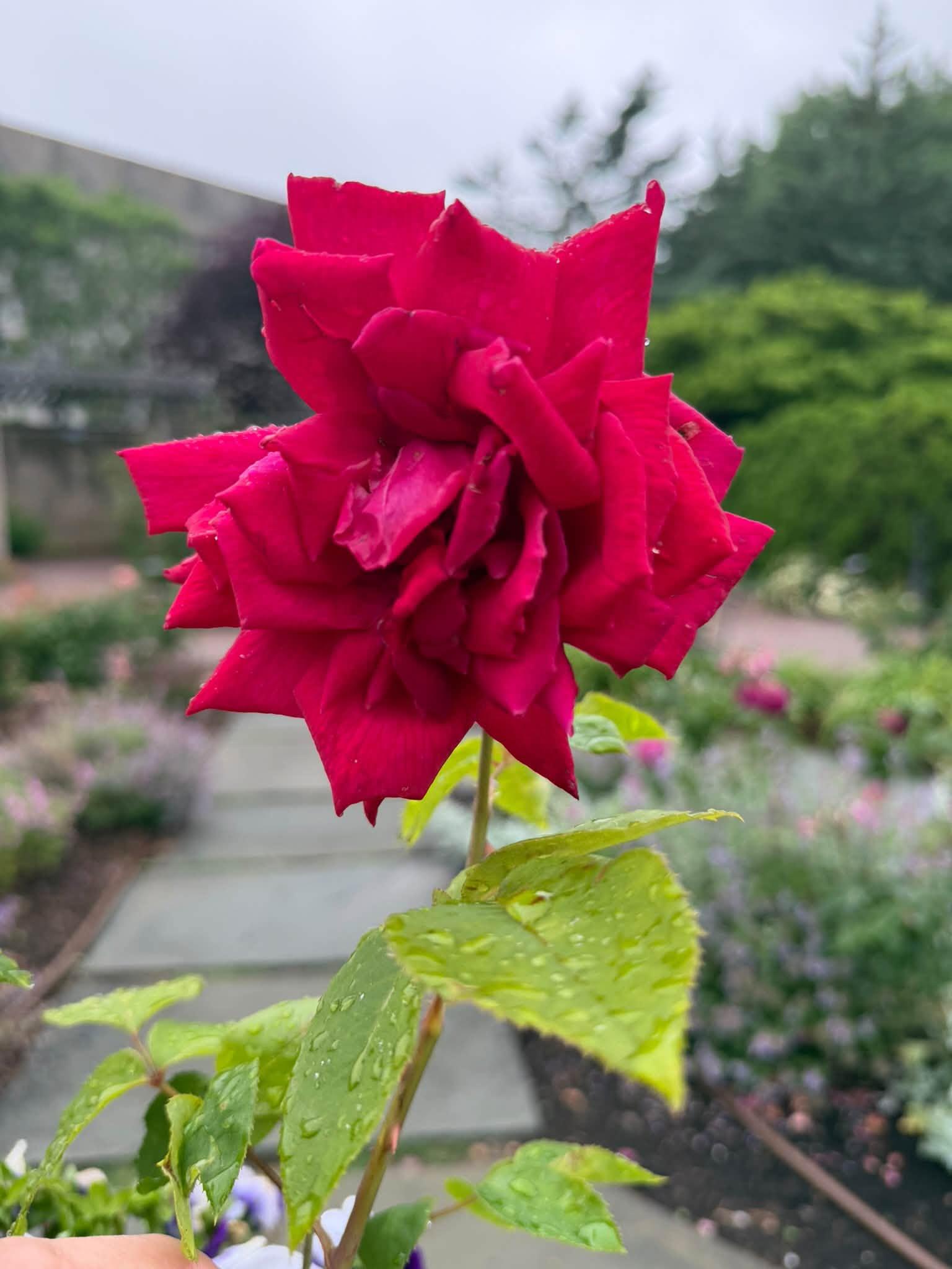 single red flower
