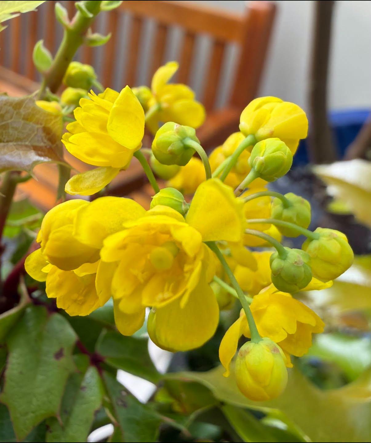 yellow flowers