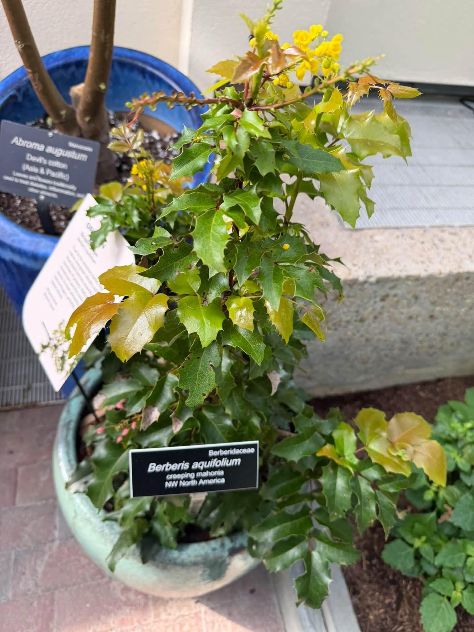 view of the full plant
