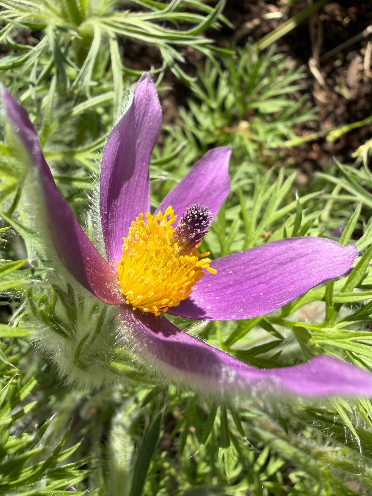 flower up close