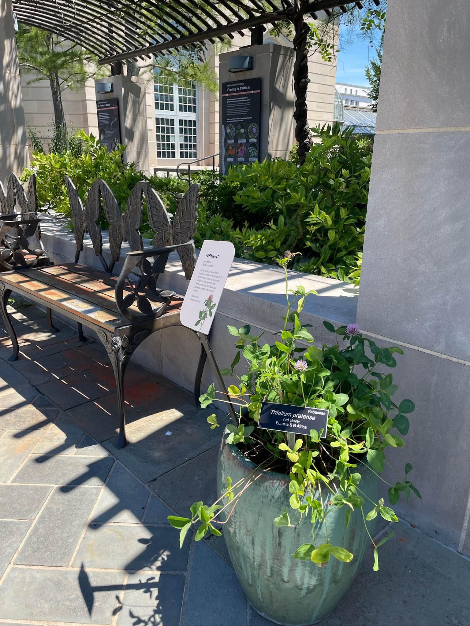 view of the full plant next to a bench