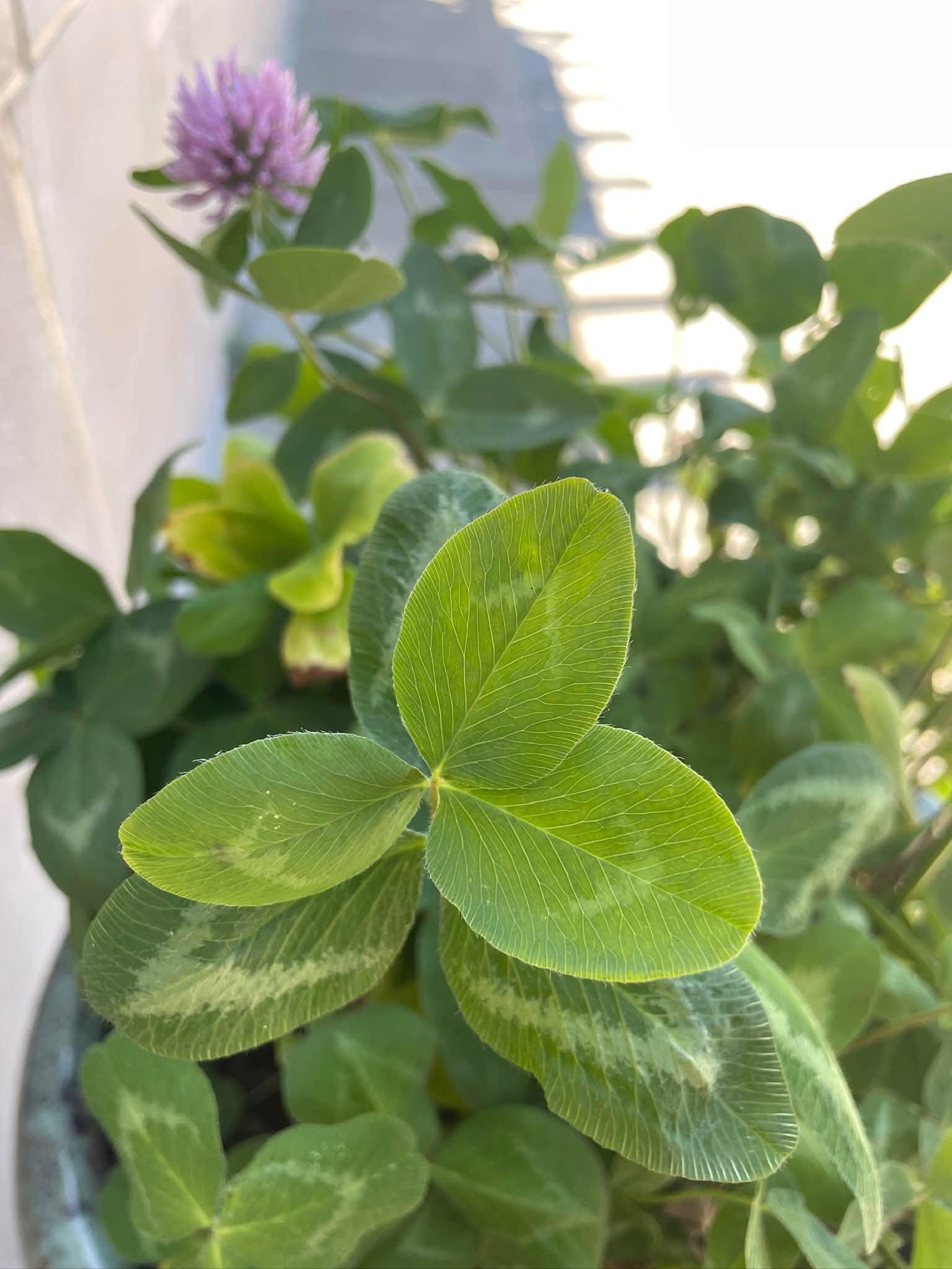 leaf detail
