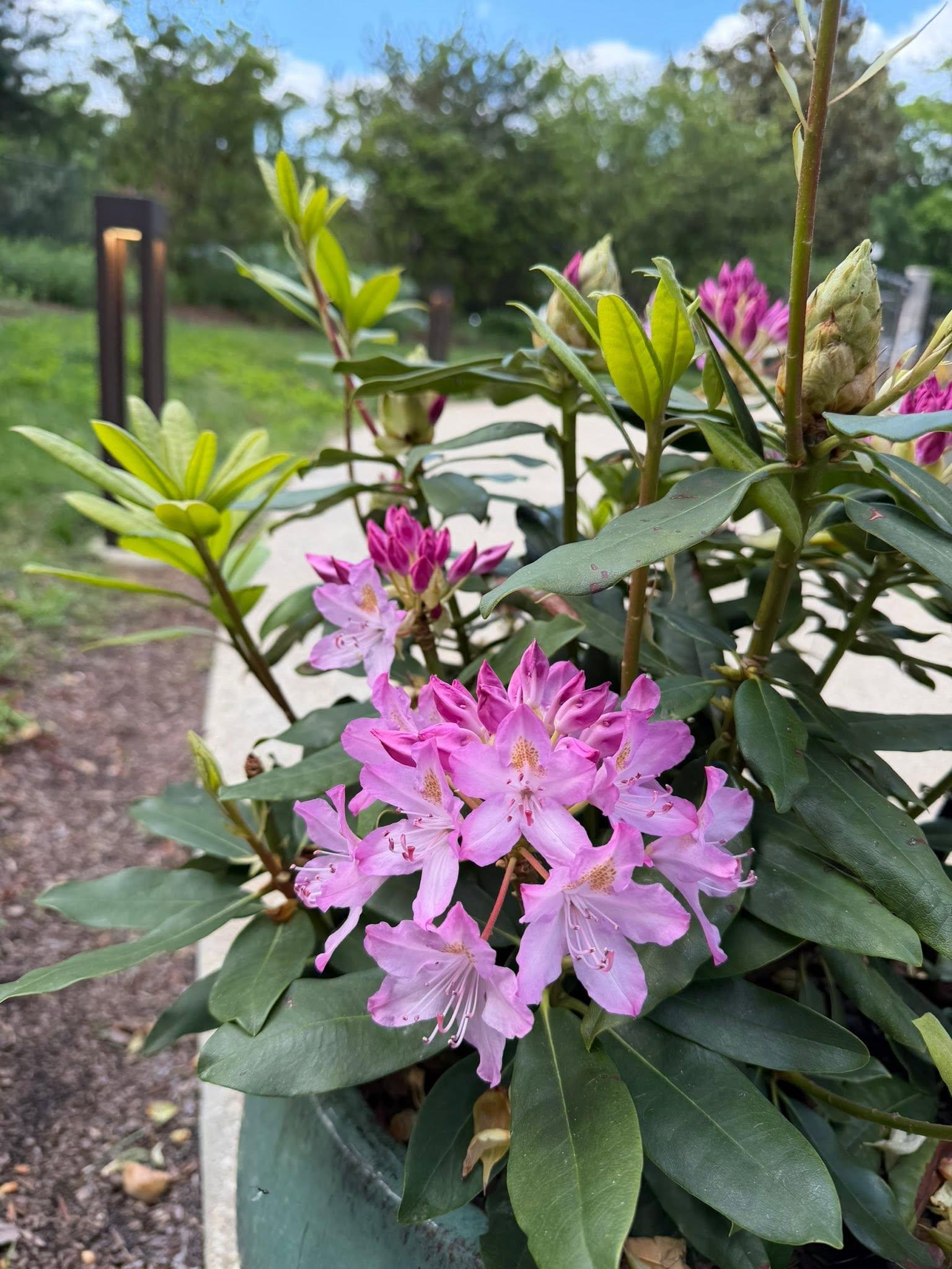 pink flowers and plant