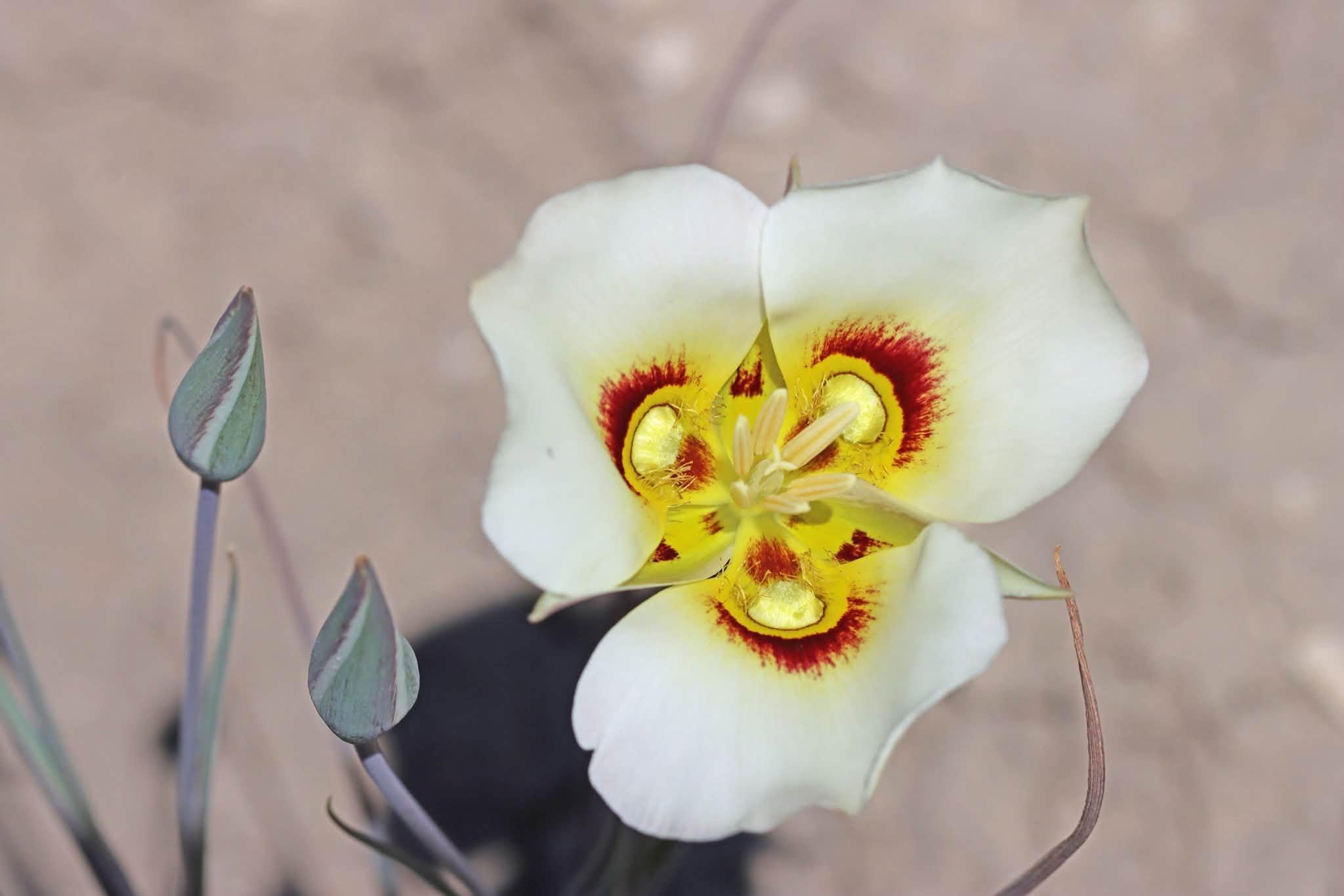 flower up close