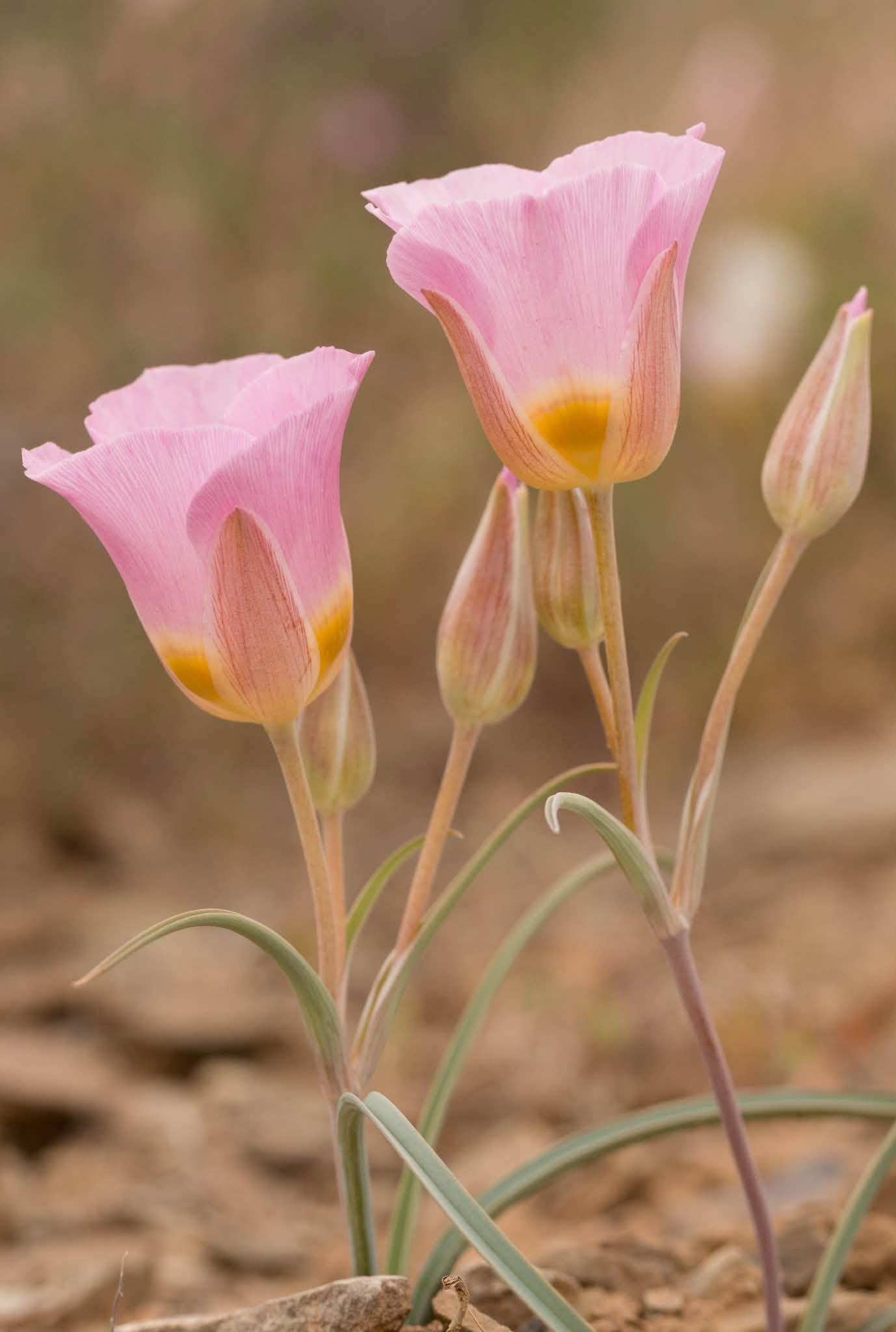 two flowers