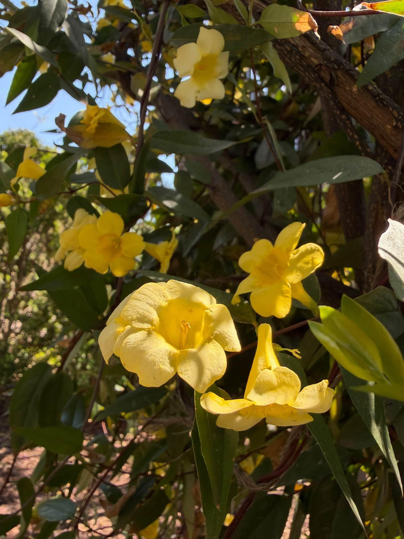 yellow flowers